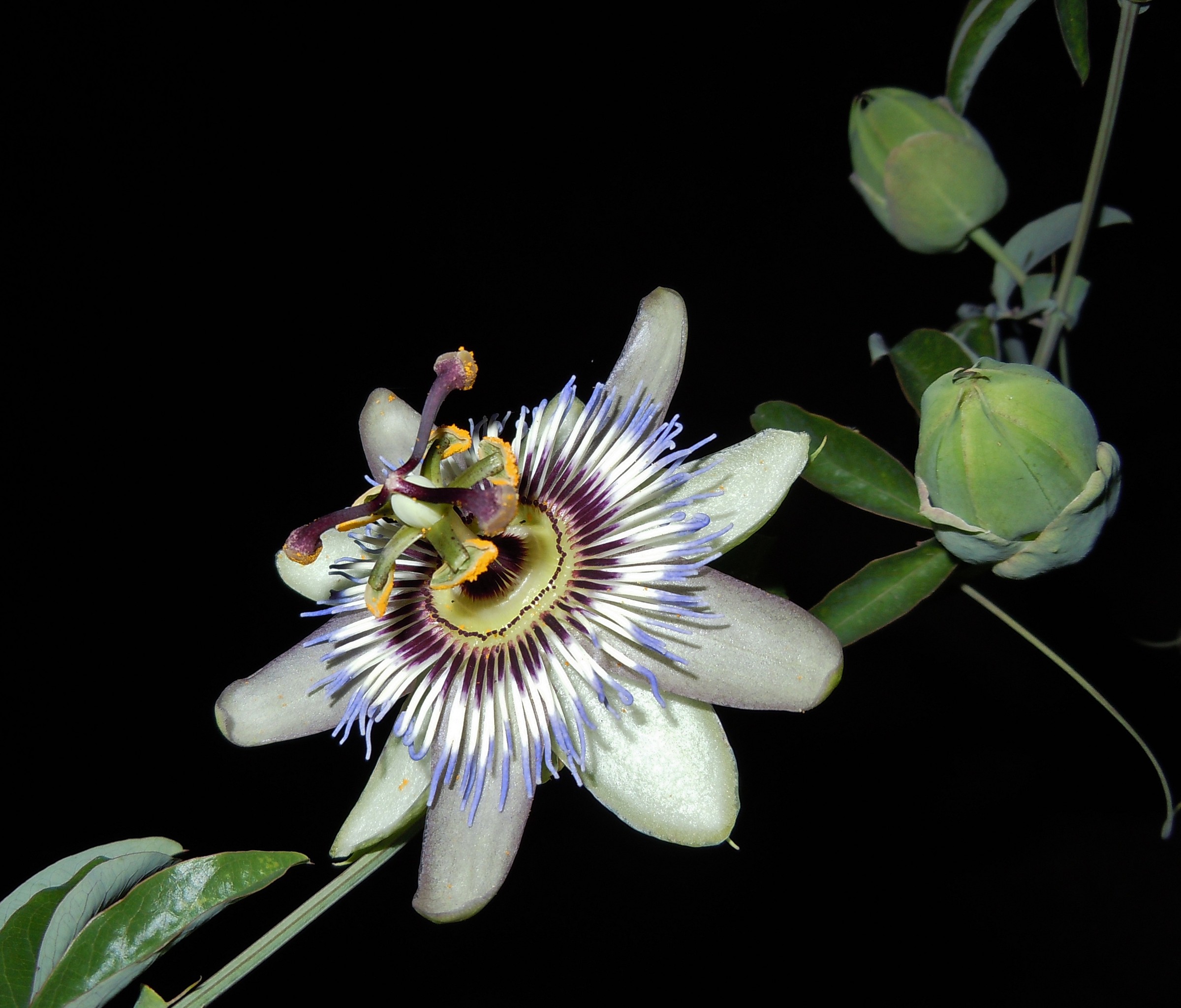 Passiflora: night shot