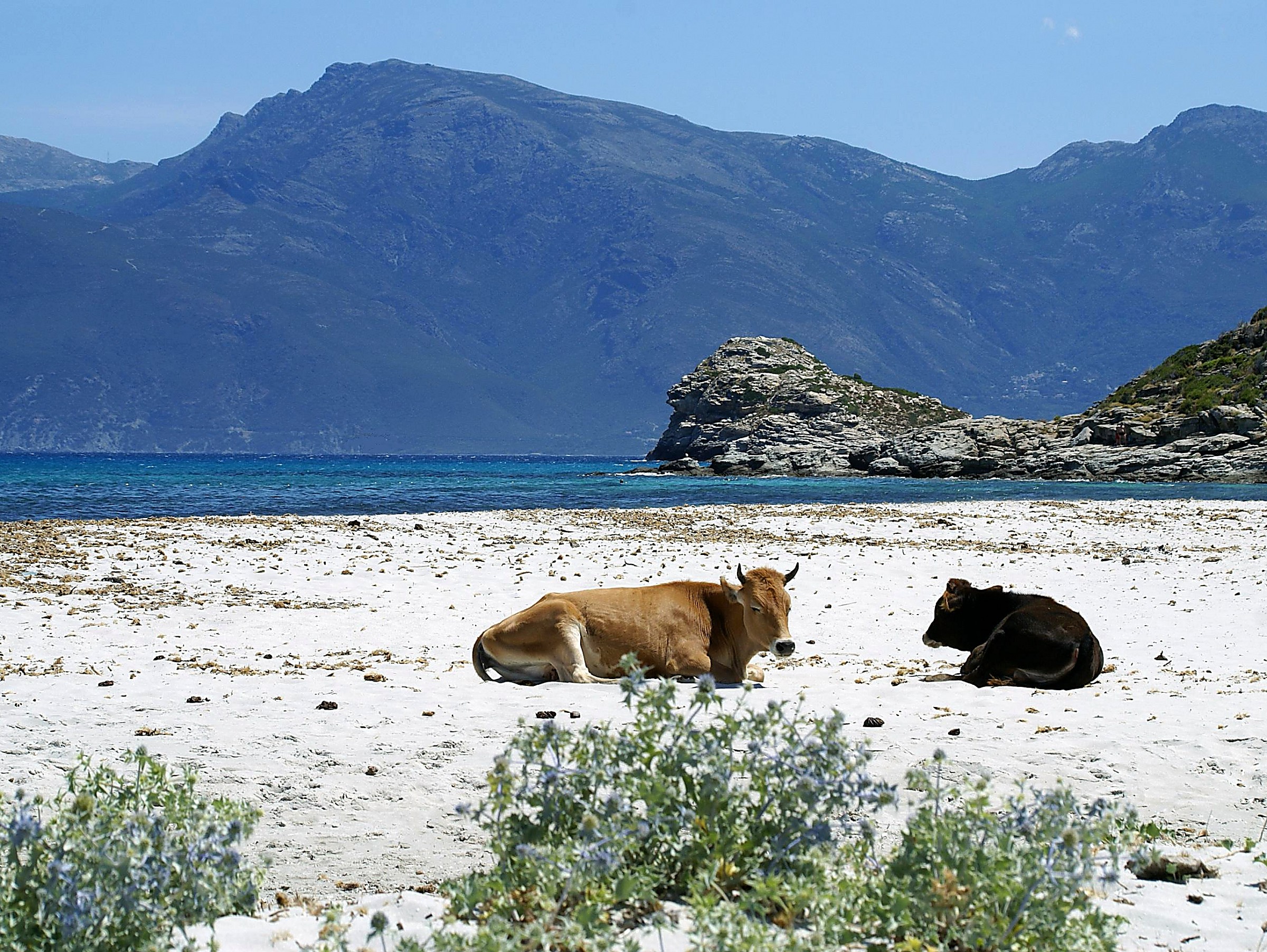 Les vaches de Loto - Corse du nord
