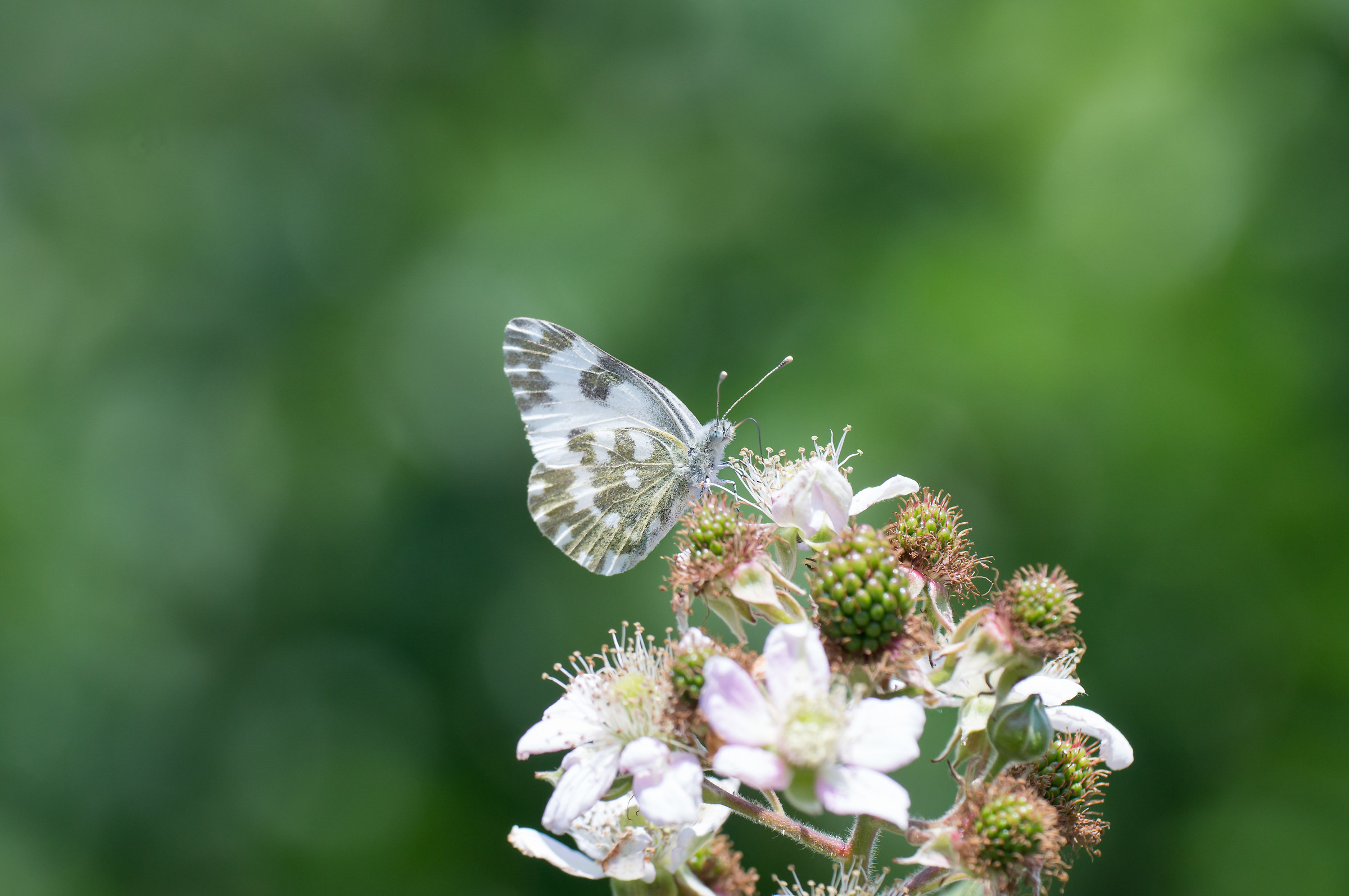 Pontia Edusa on blackberries