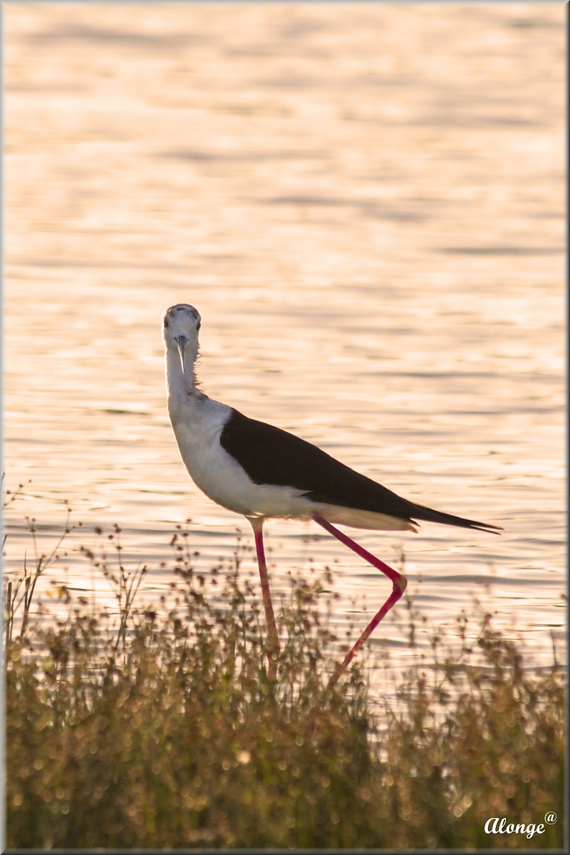 Knight of Italy at Sunset