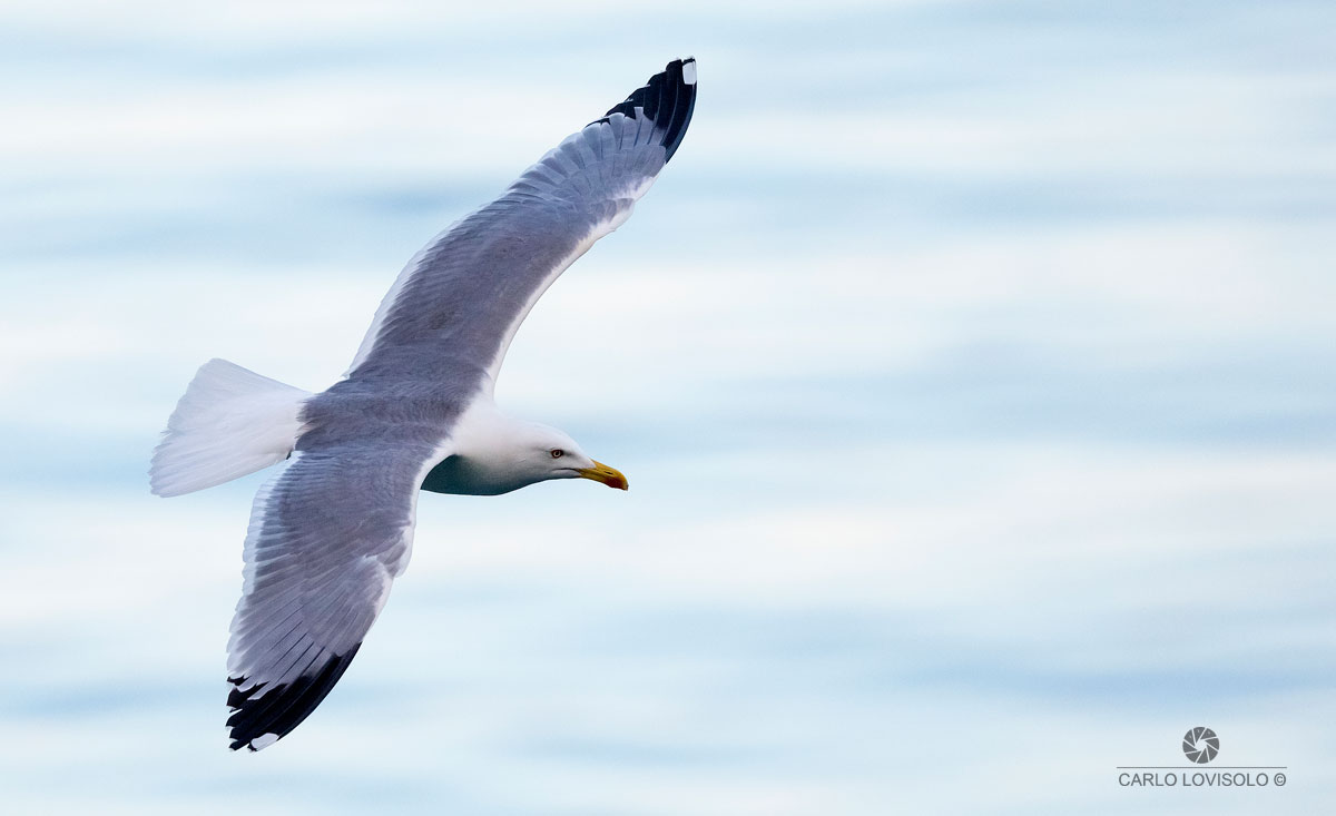 Ligurian Sea herring gull in flight in the evening light