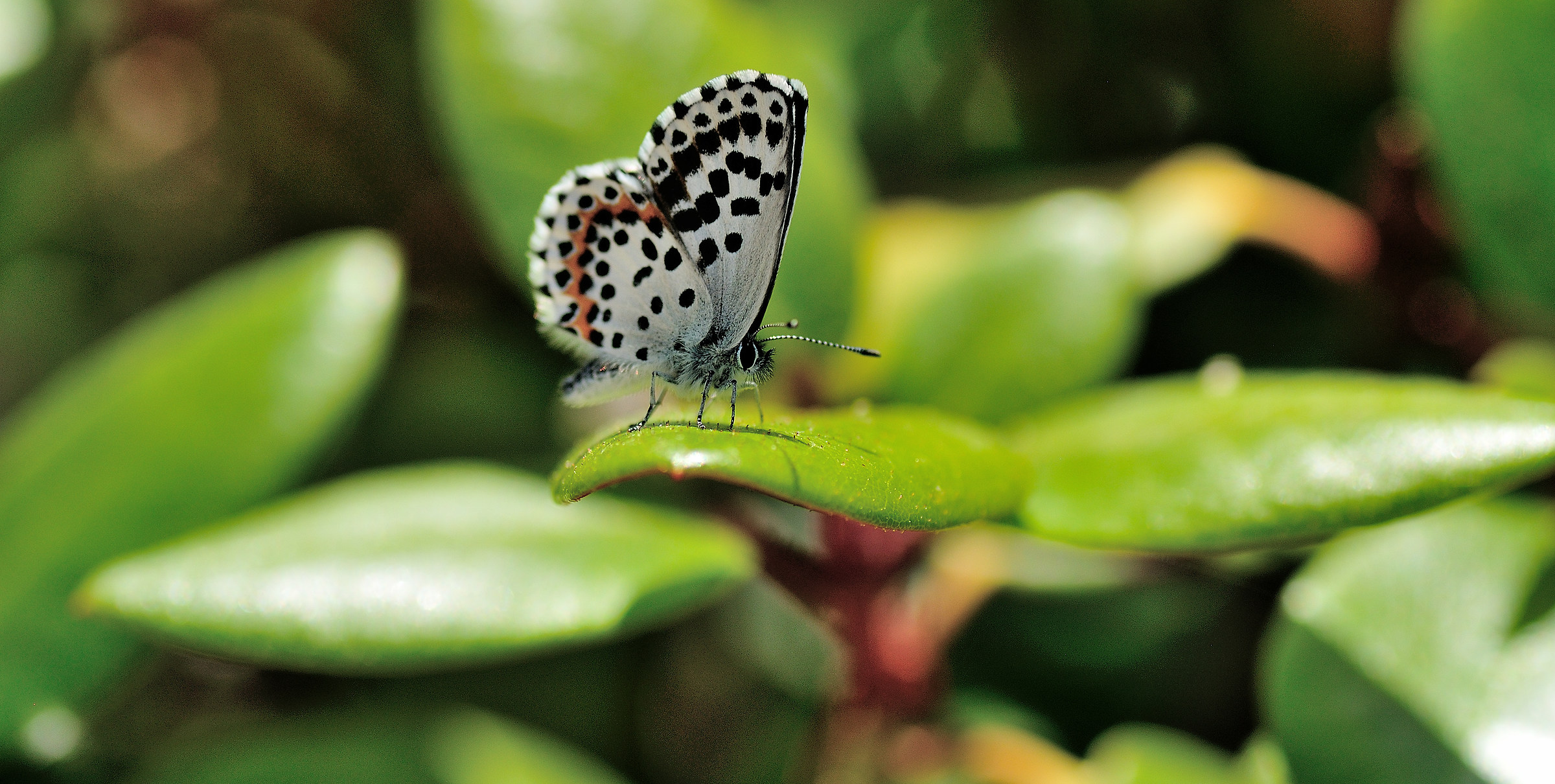 Scolitantides orion....