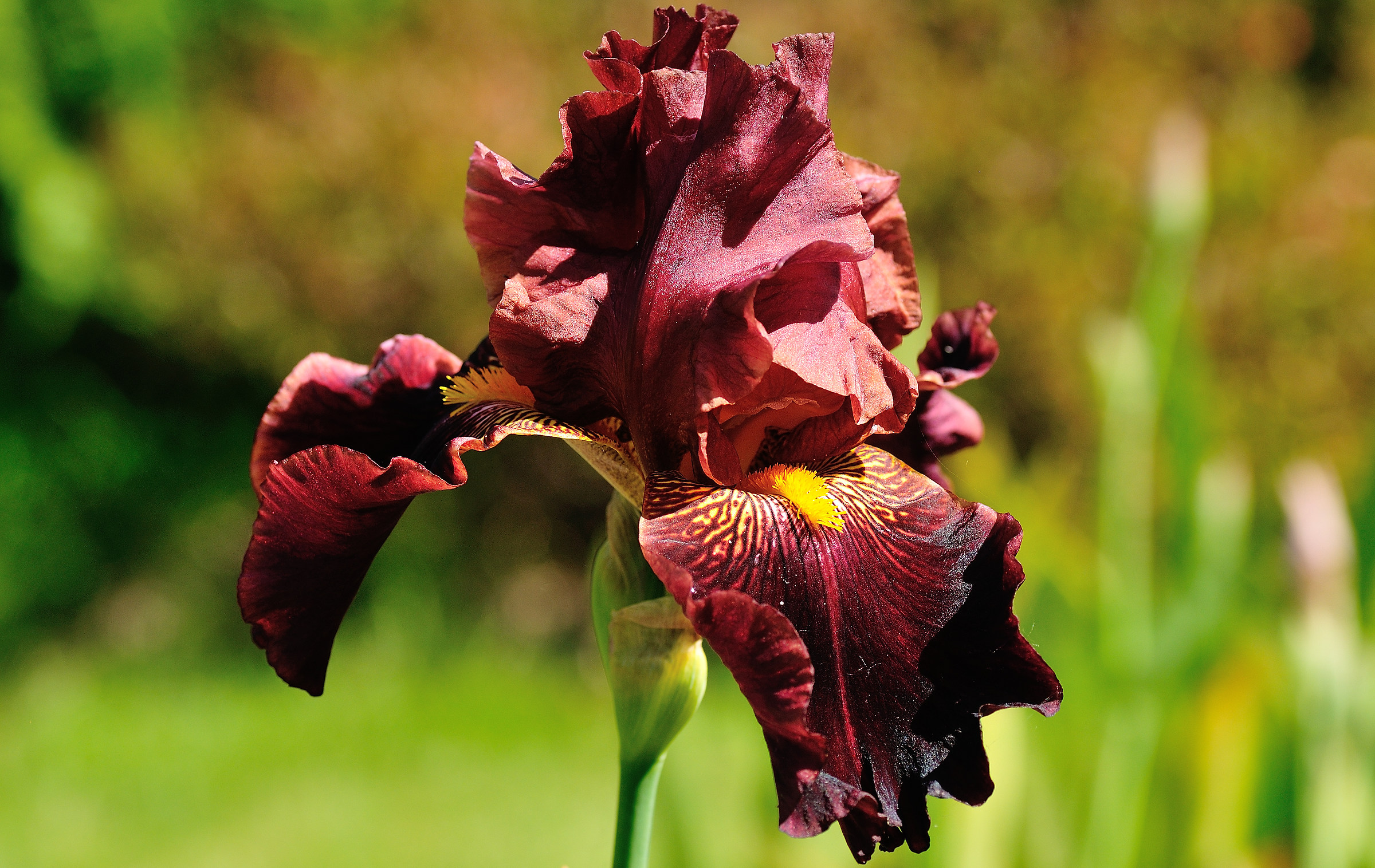 iris Red...
