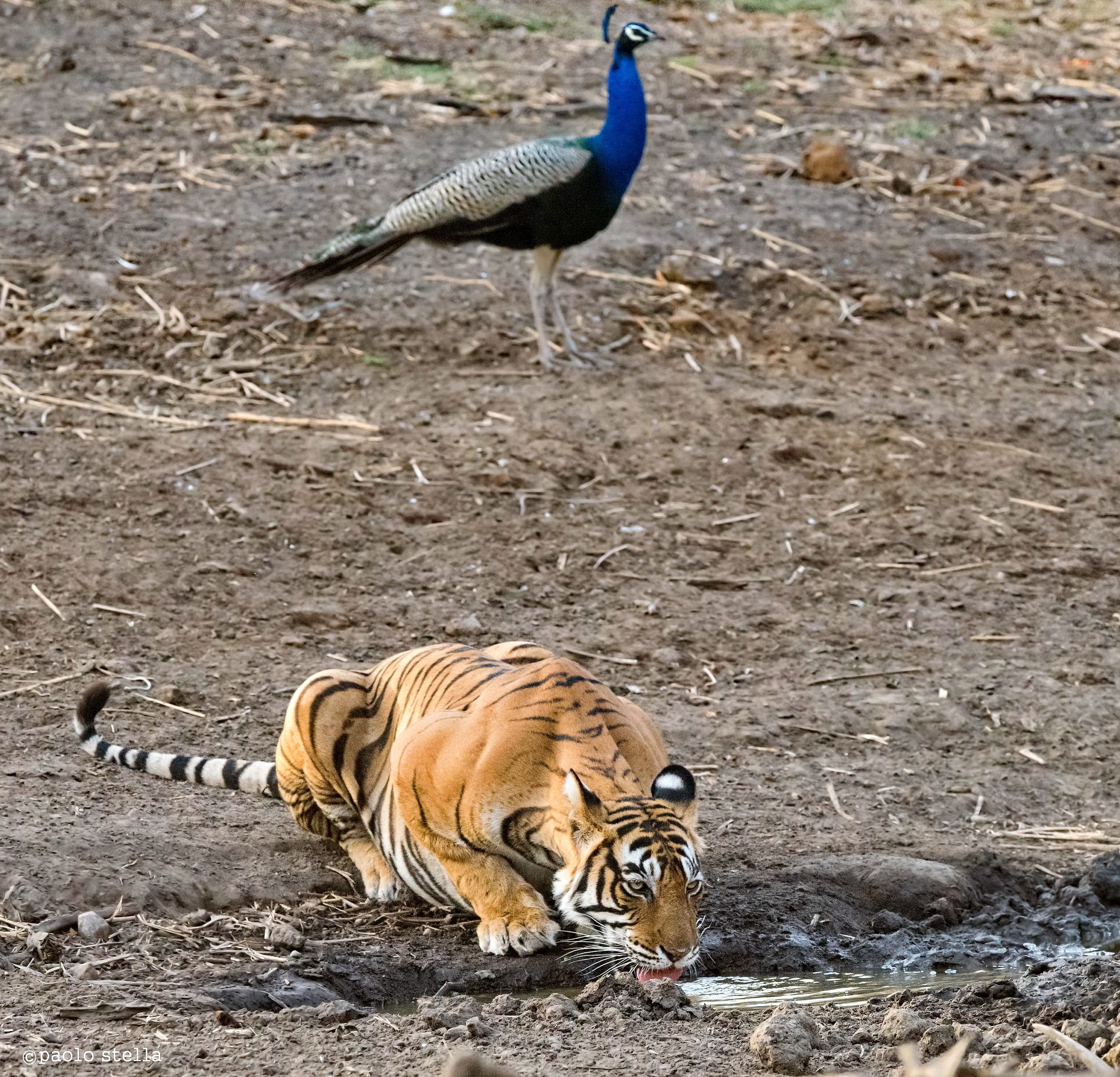 la tigre ed il pavone