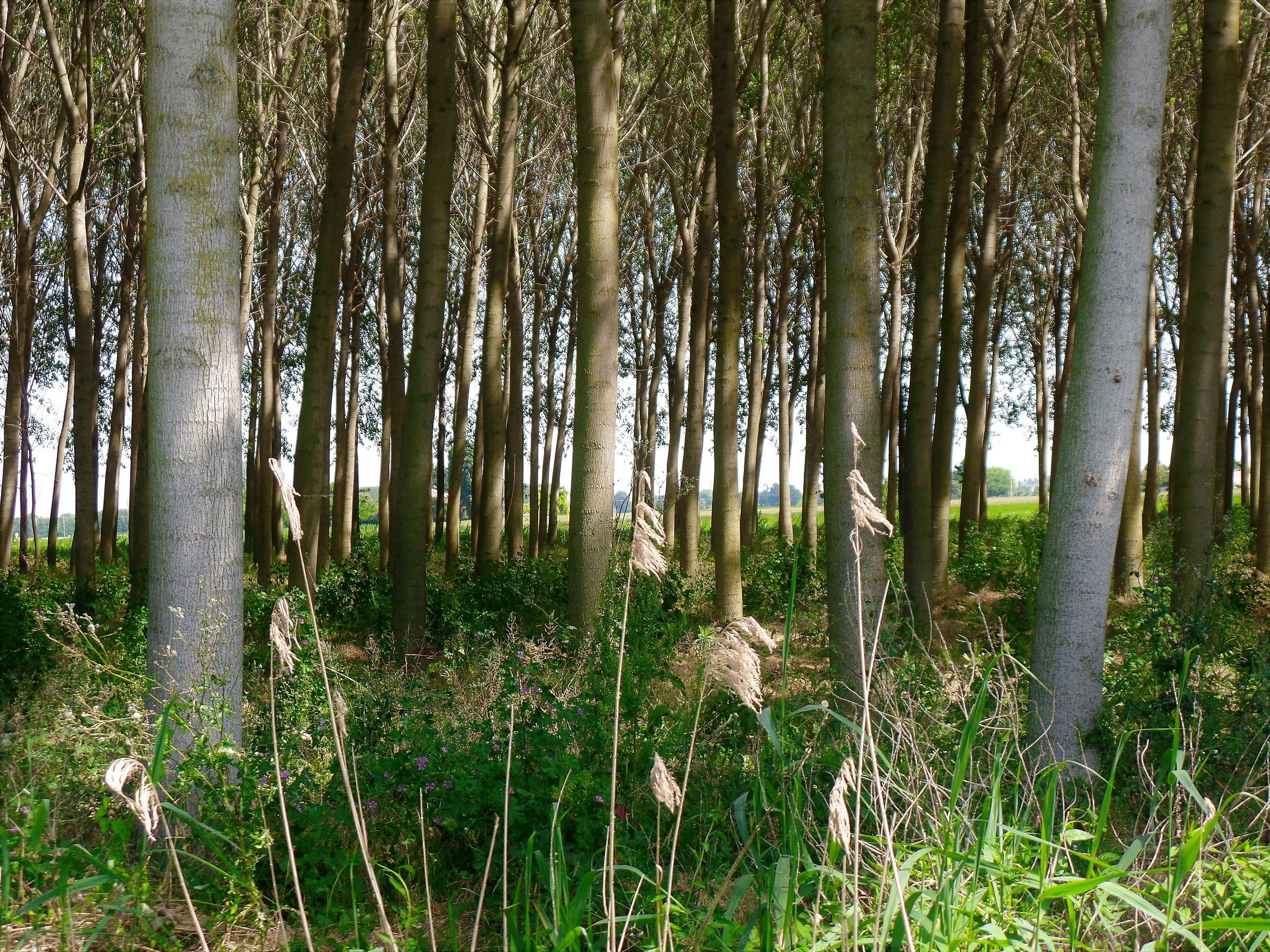 nearby, neighboring ....