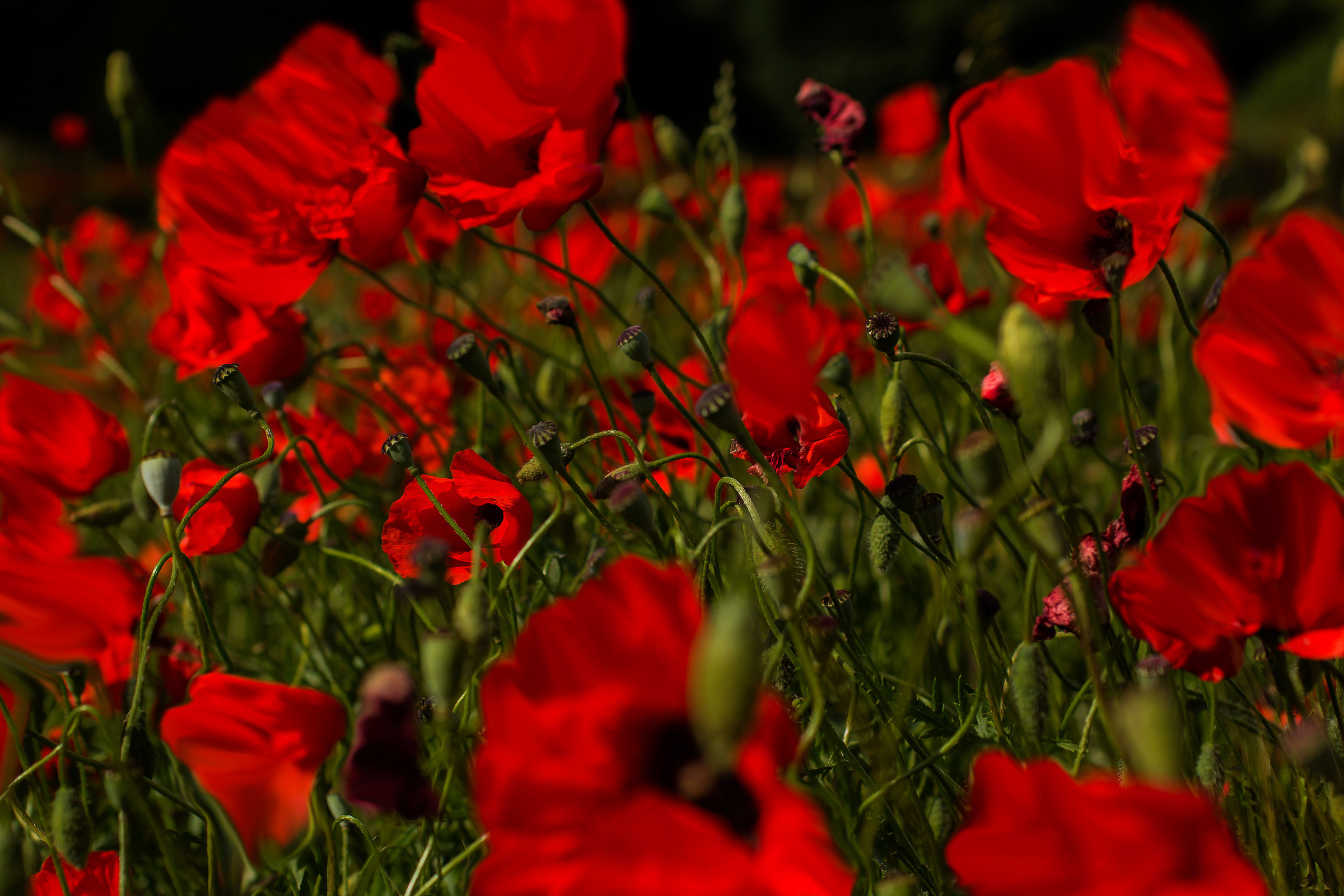 blowing in the wind poppies