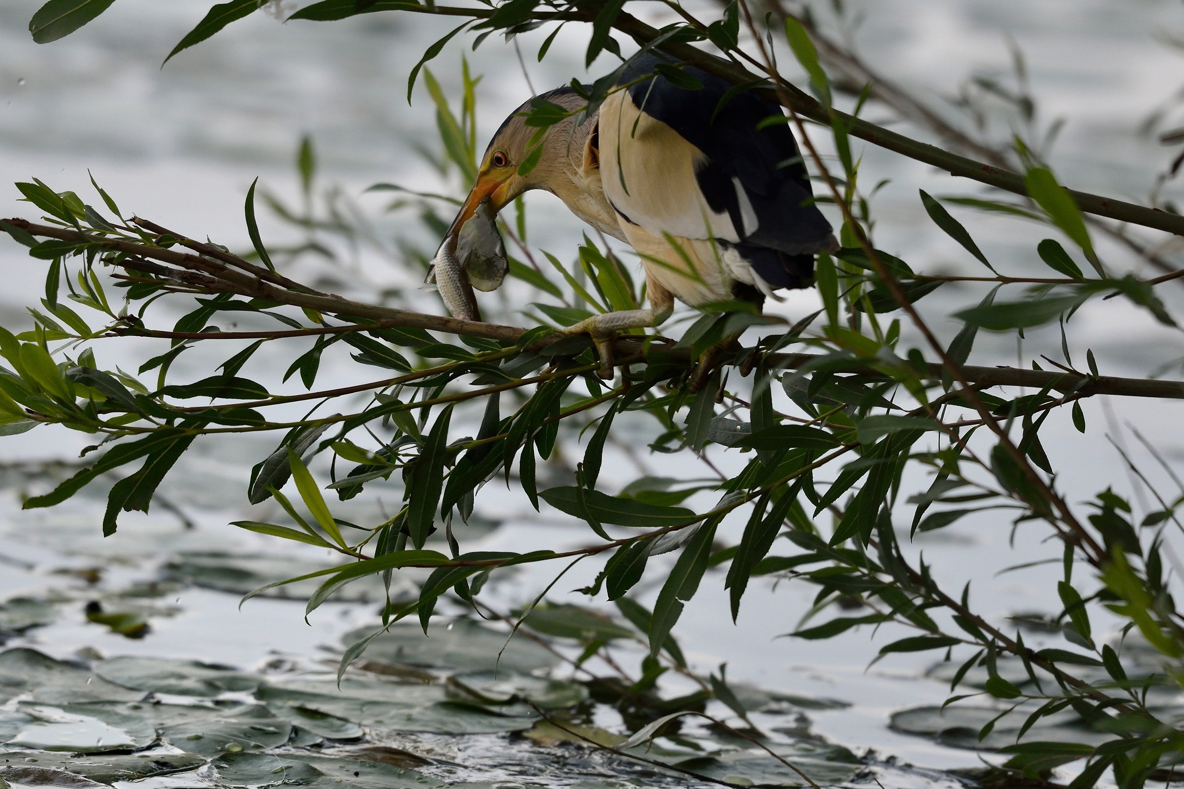 La pesca del Tarabusino...