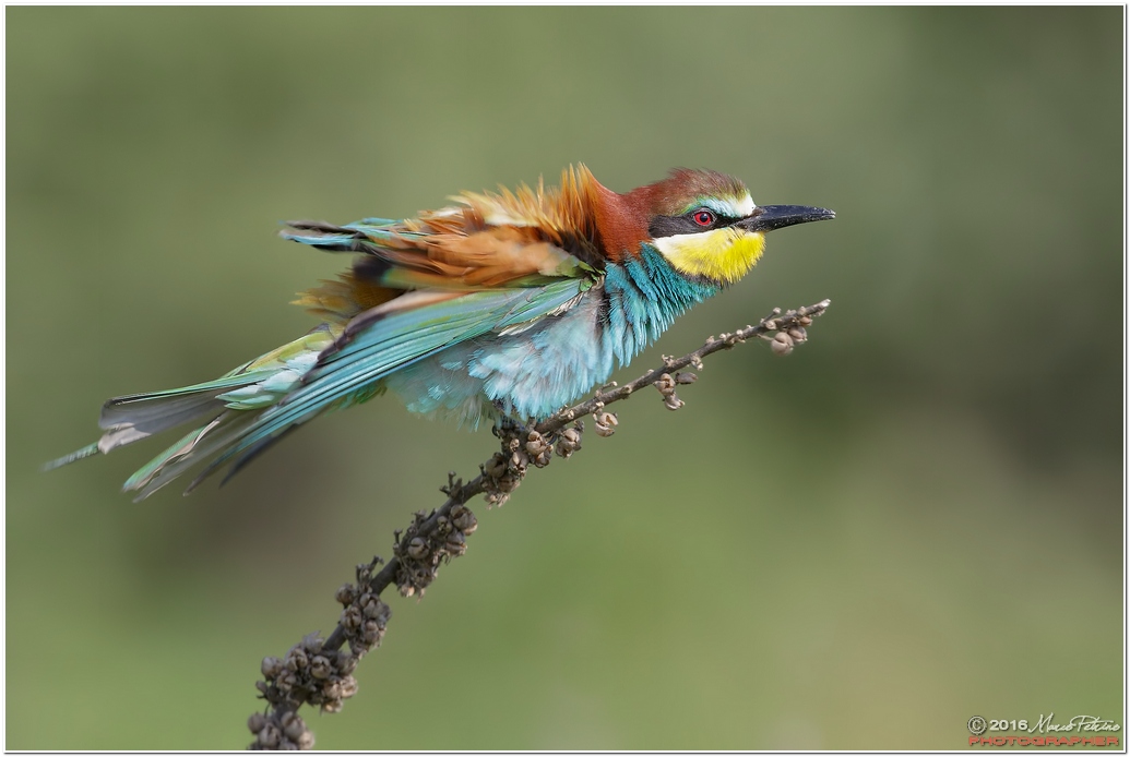 Eater (Merops apiaster)