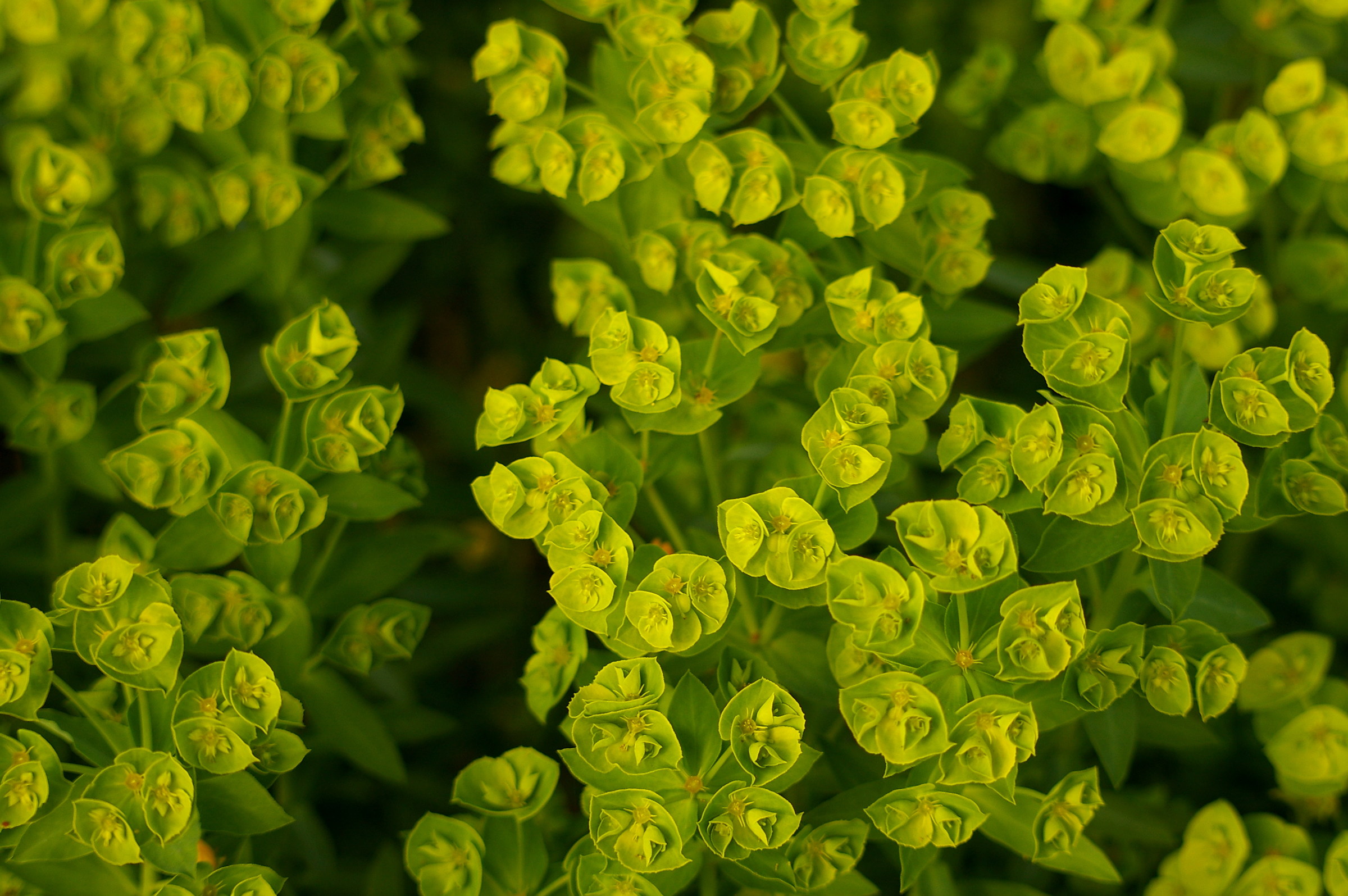 Euphorbia