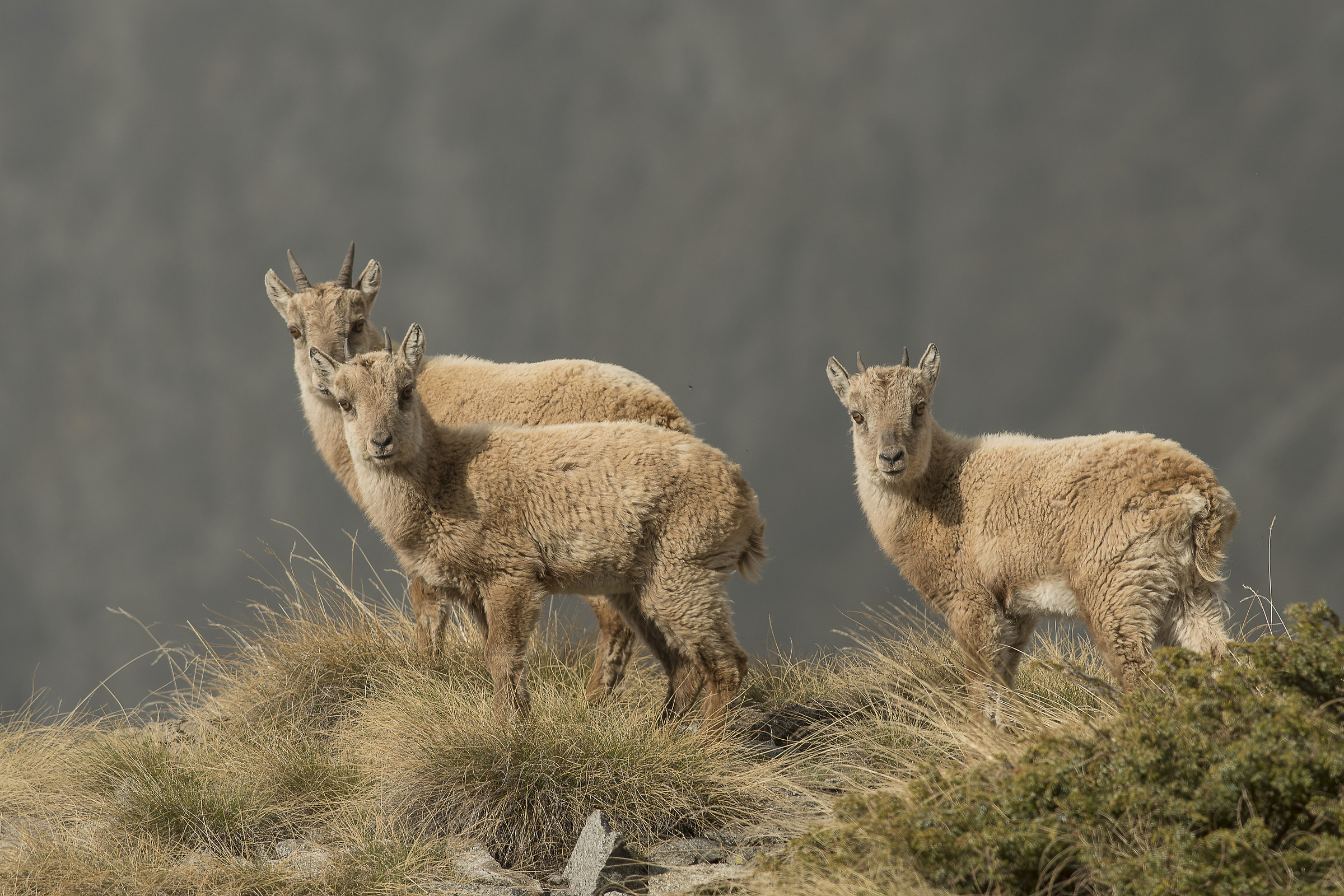 Giovani femmine promettenti