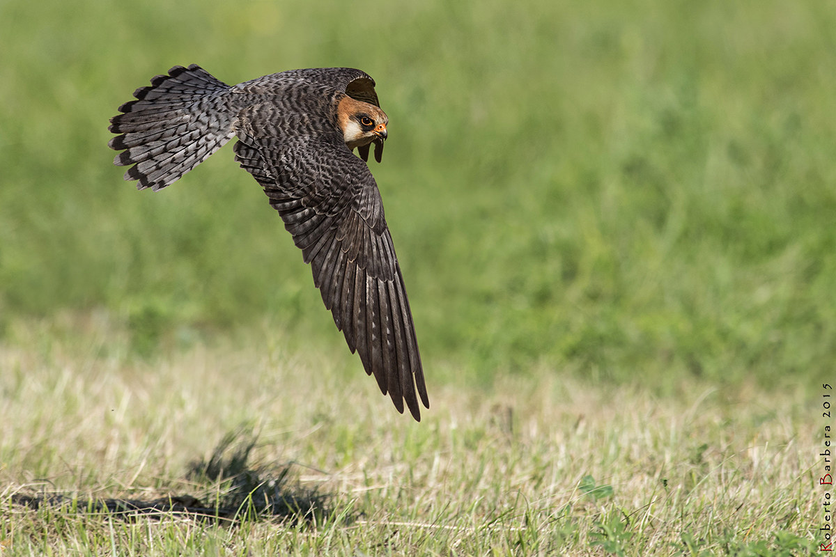 Red-footed falcon