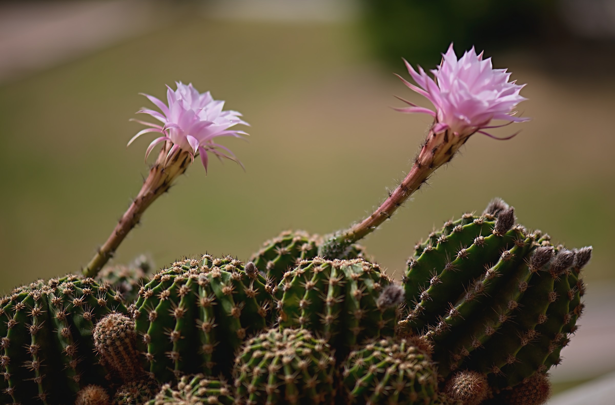 Flowers in a world of thorns