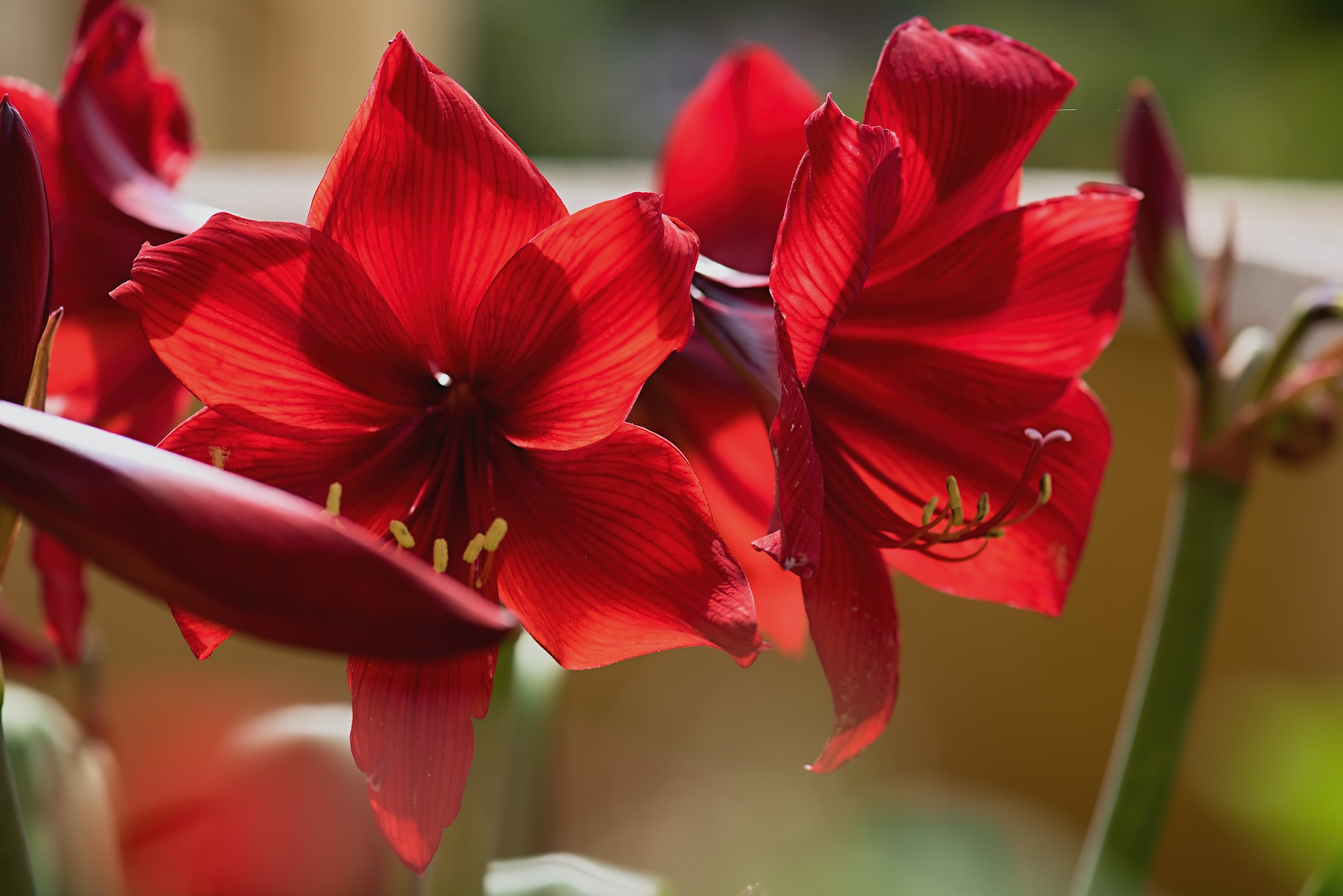 Red flowers in backlight