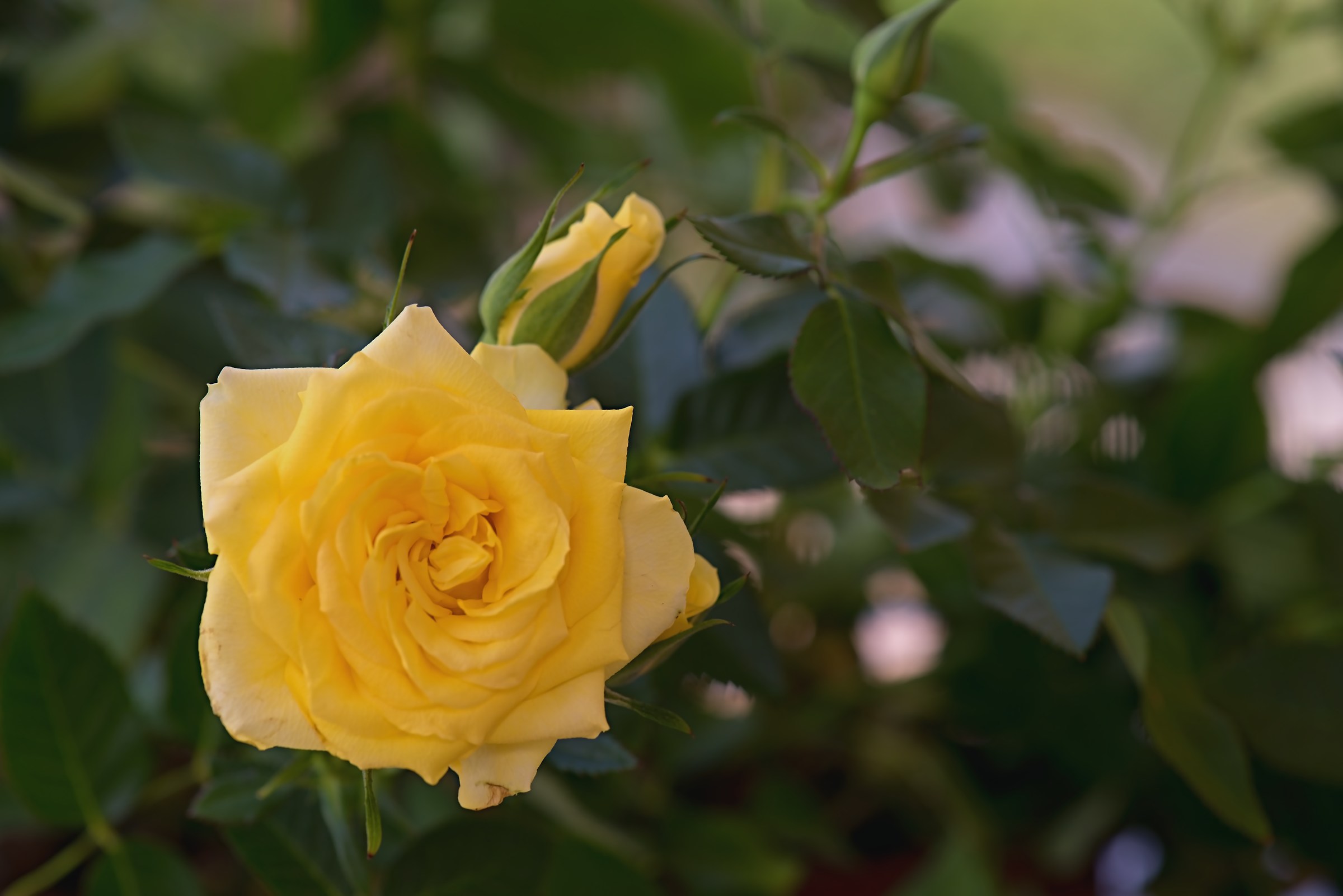 Yellow rose