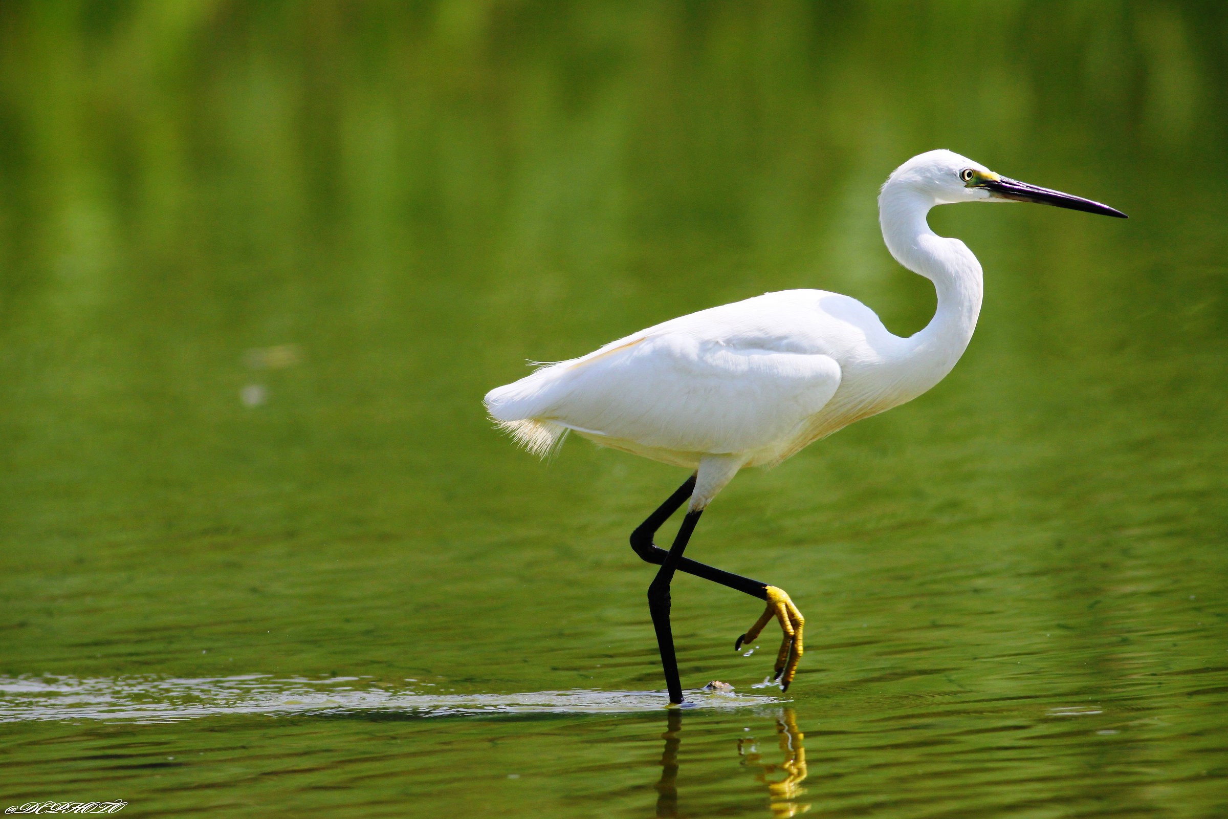 egret