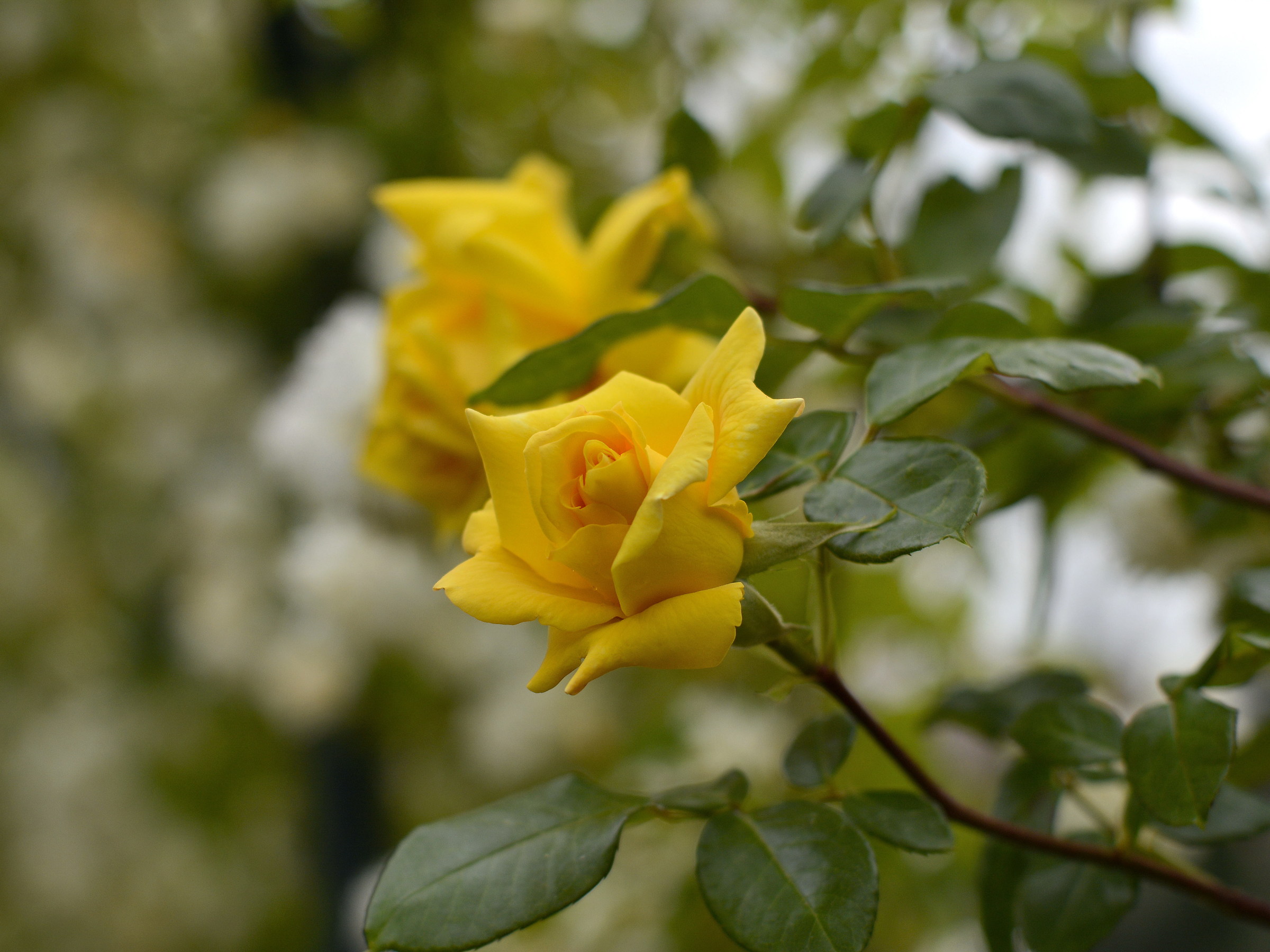 Rose from the rose garden