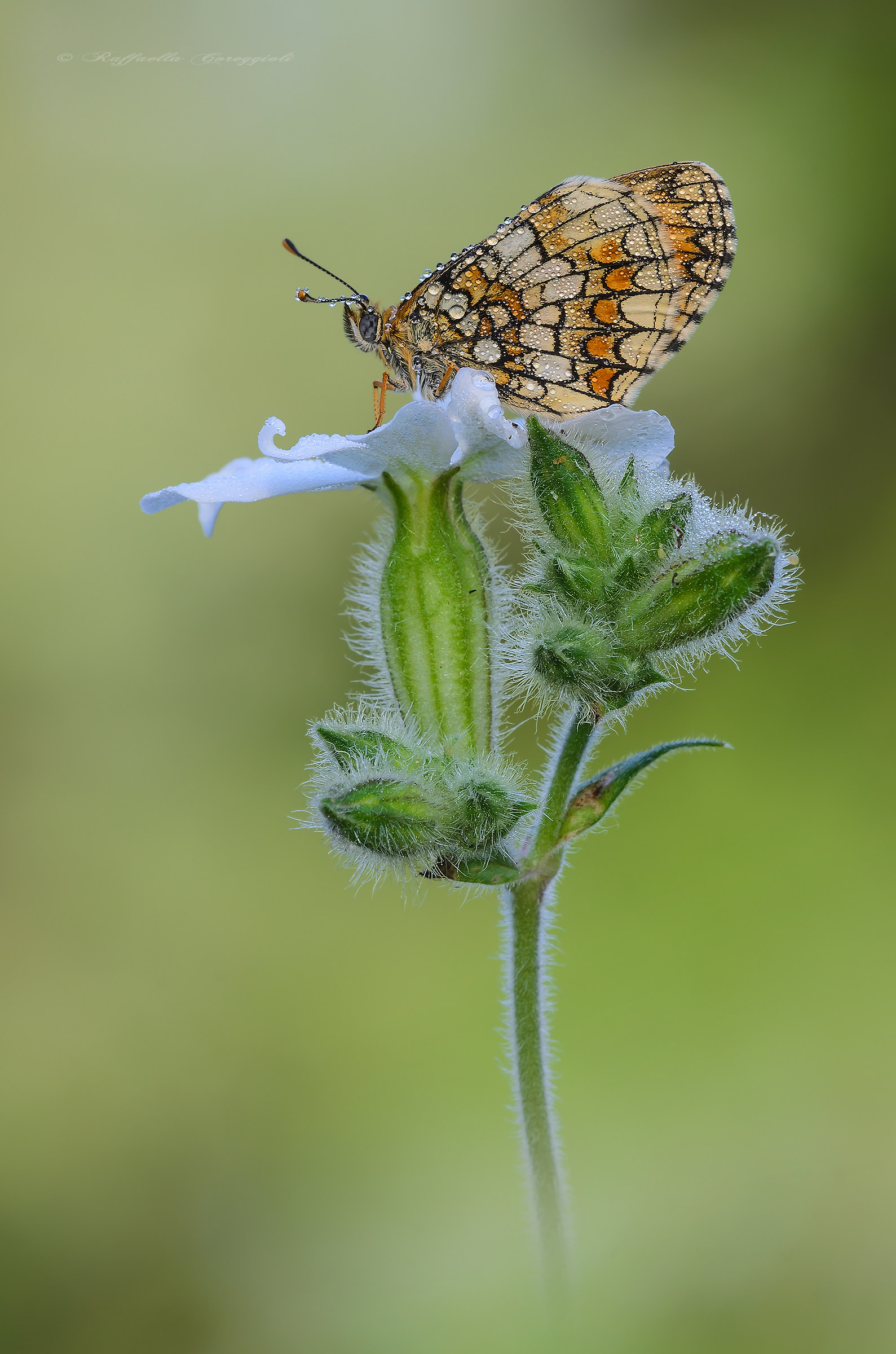 melitaea athalia