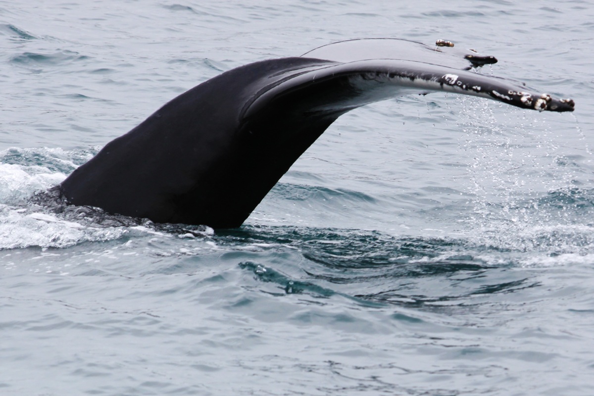 Whales in Husavik
