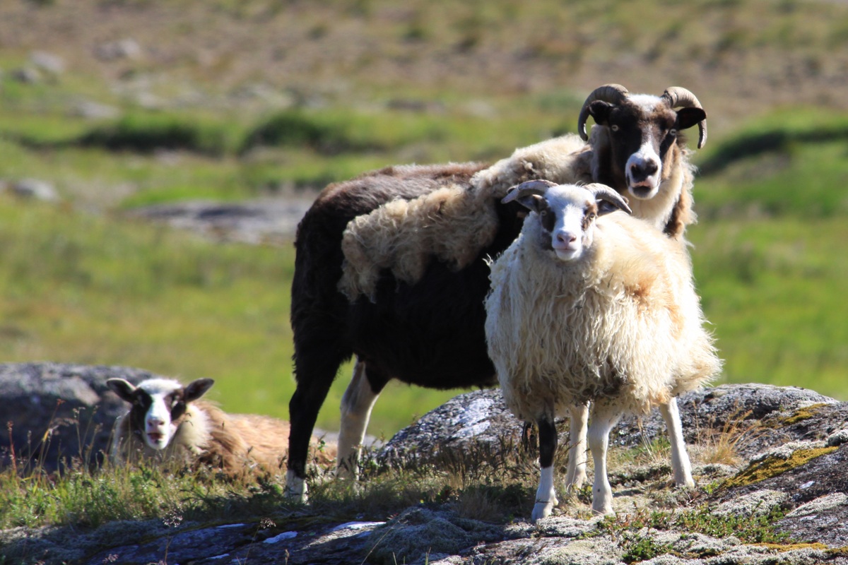 Icelandic Goat family portrait