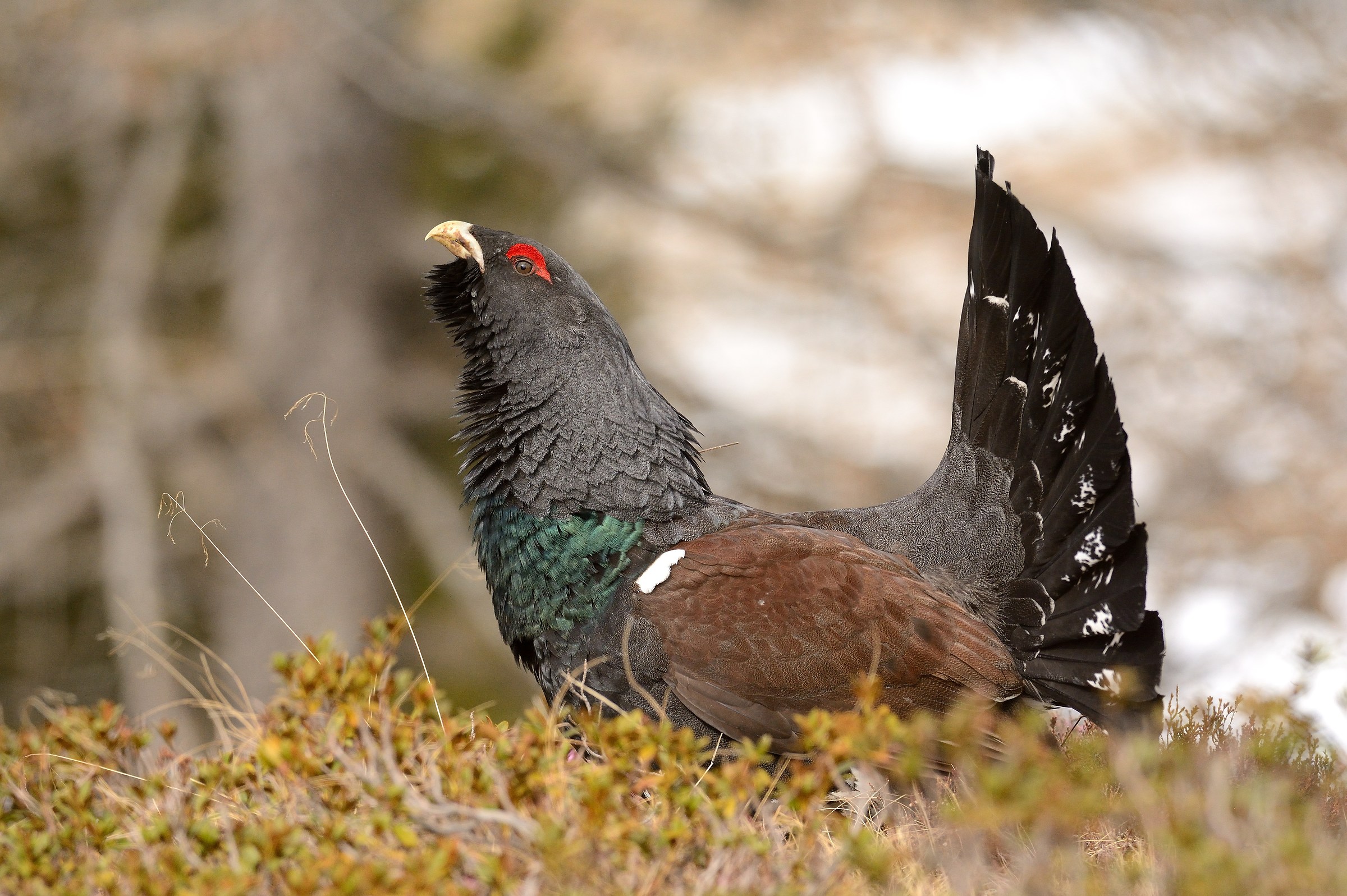 La parata del Gallo cedrone