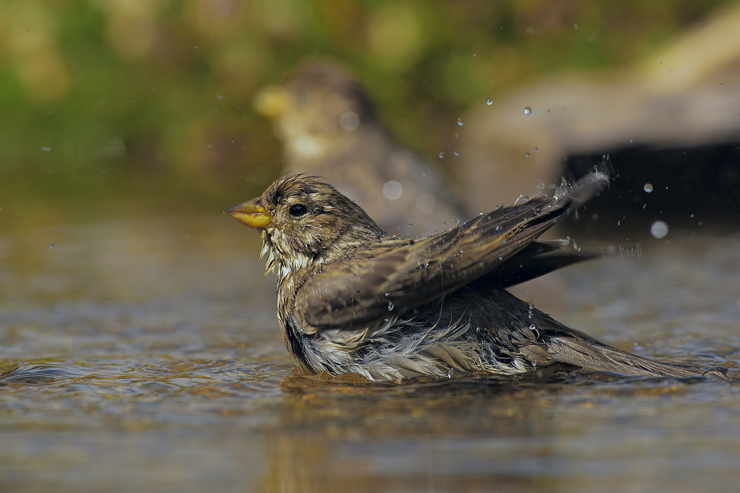 corn bunting