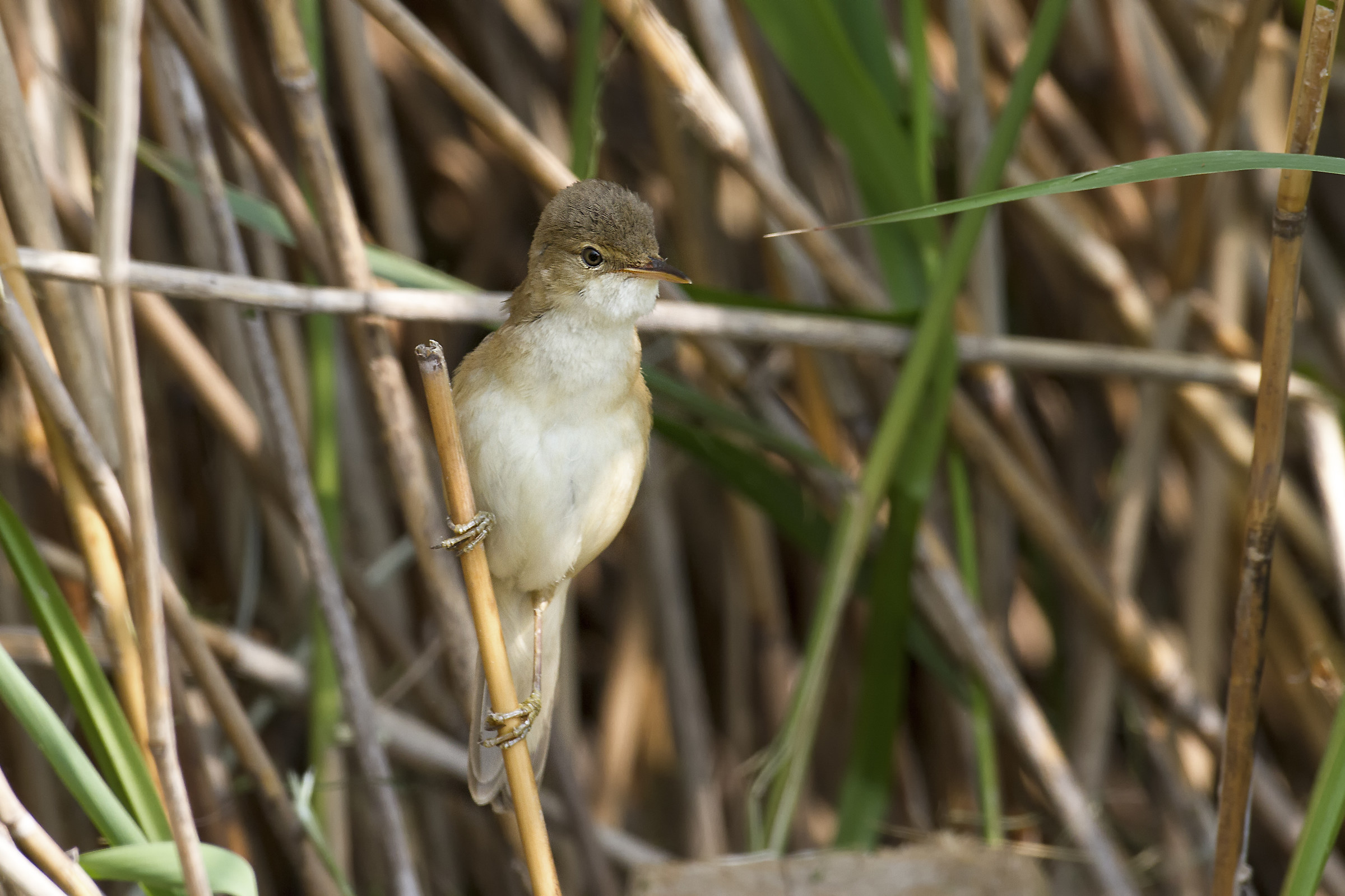 reed warbler