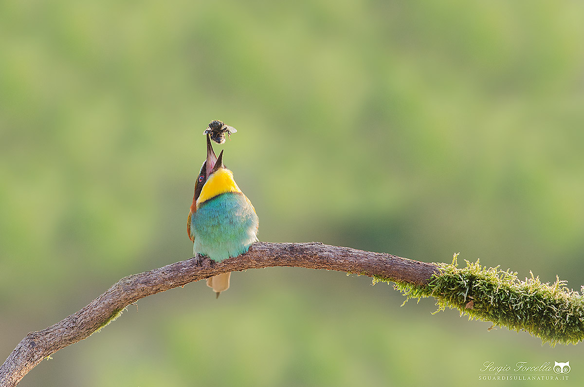 Bee-eater glutton