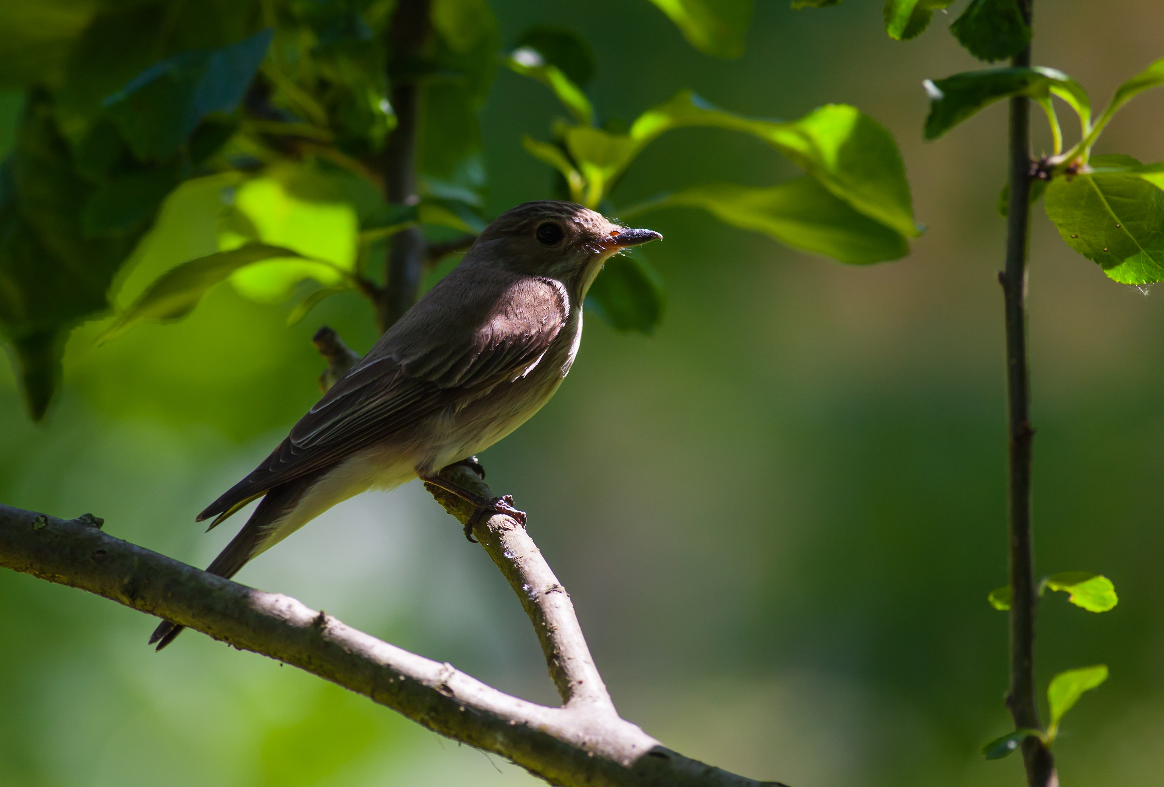 pigliamosche a casa mia!!!