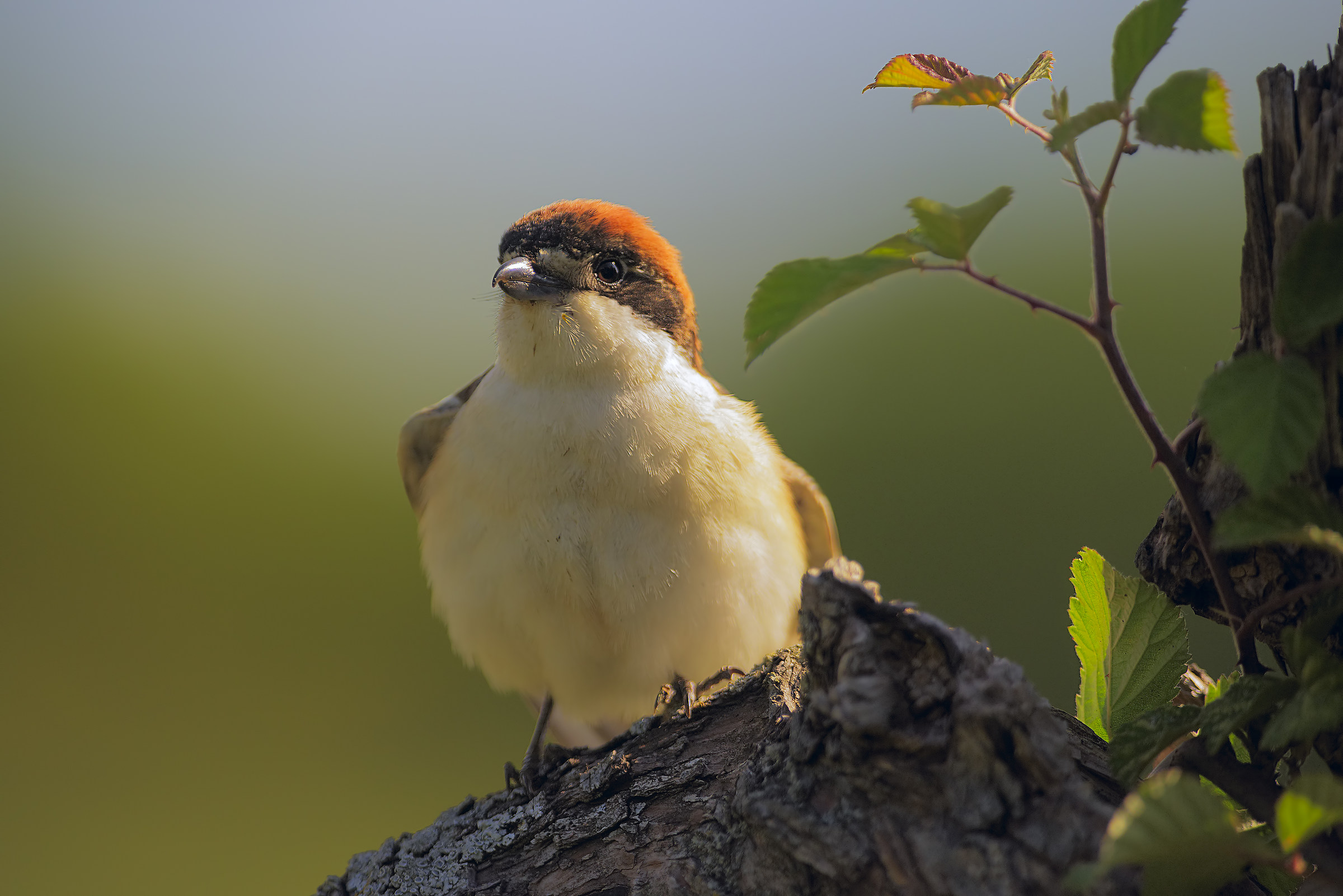 Woodchat Shrike