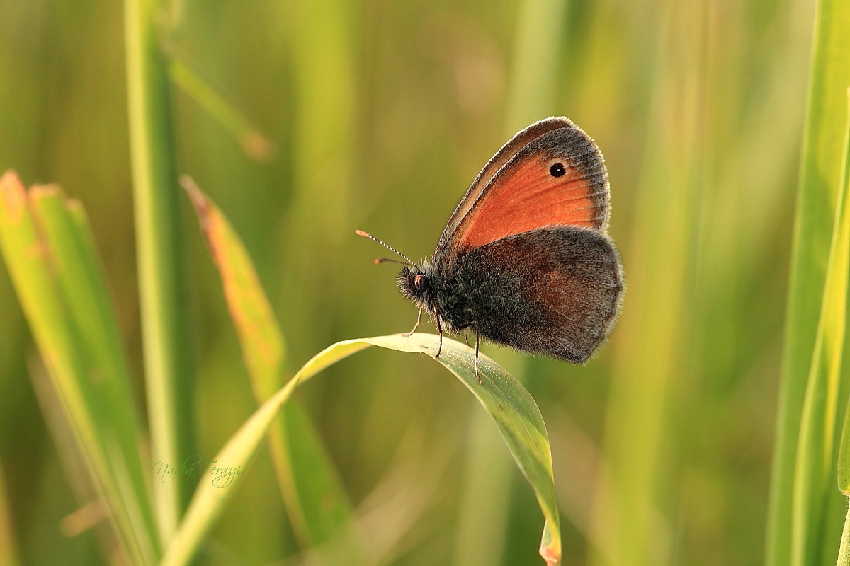 before it is raining