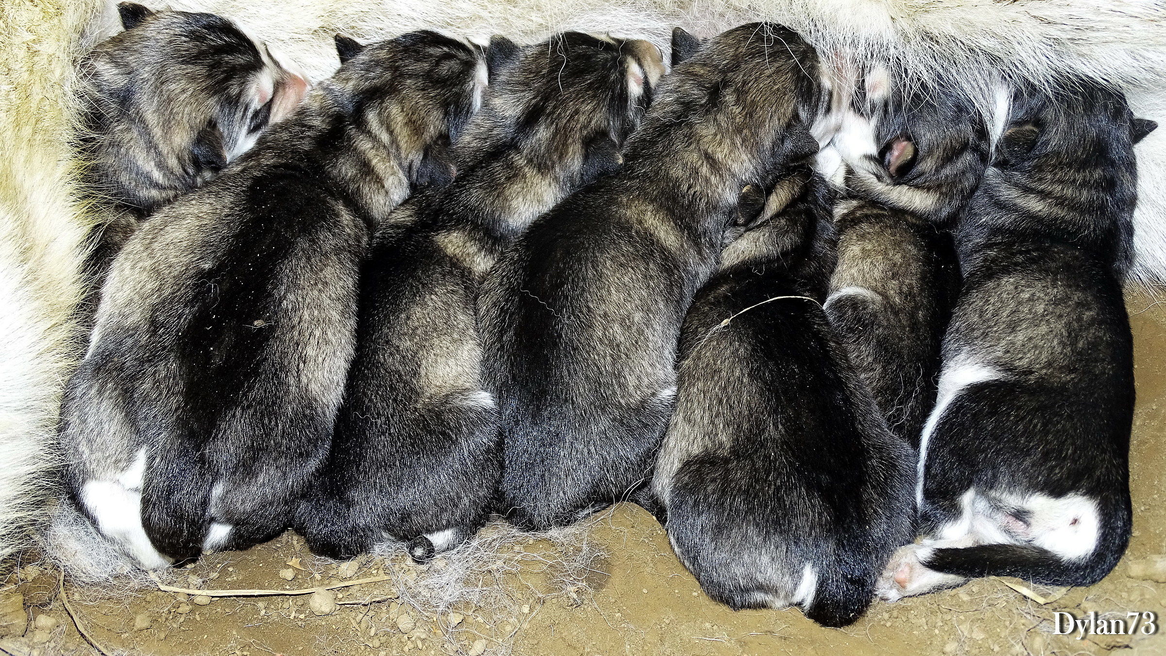 Tutti in fila per la pappa
