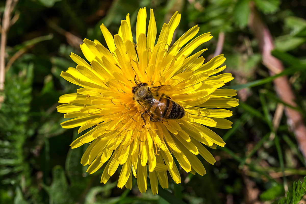 Bee