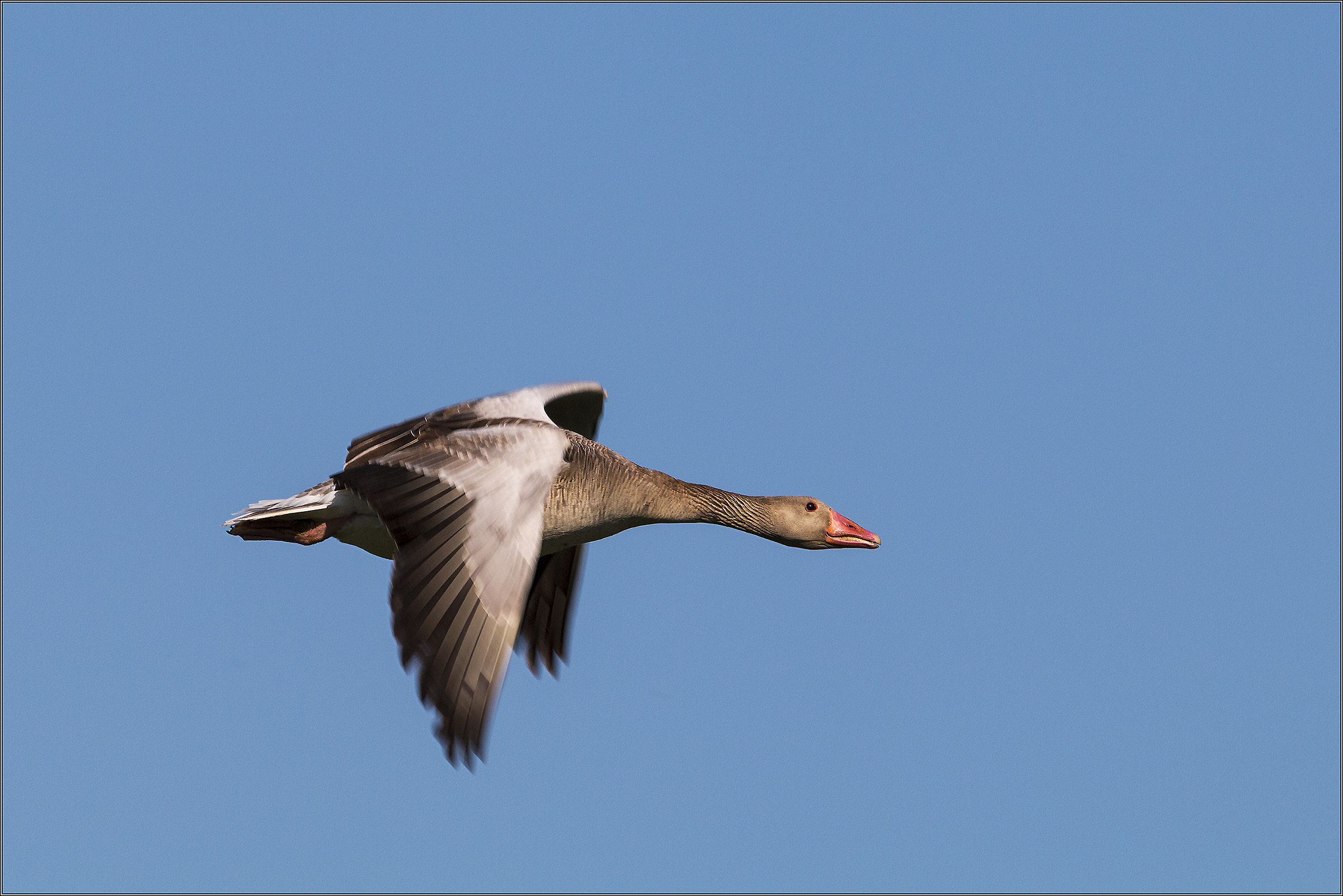 wild goose in flight