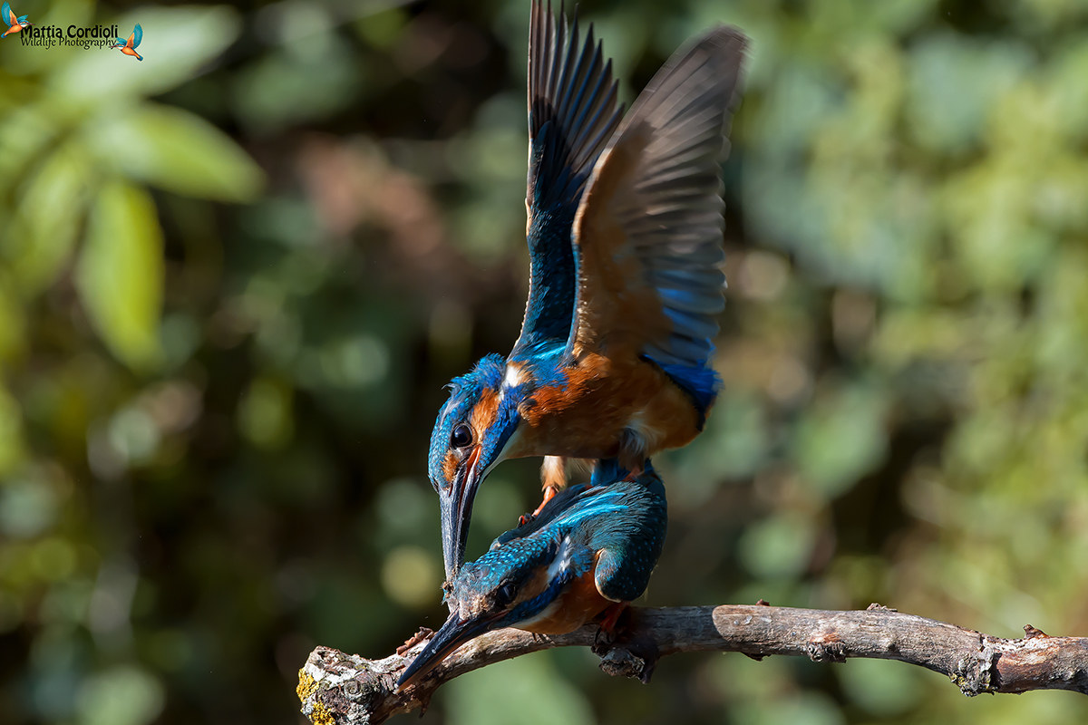 Kingfisher in Love ...