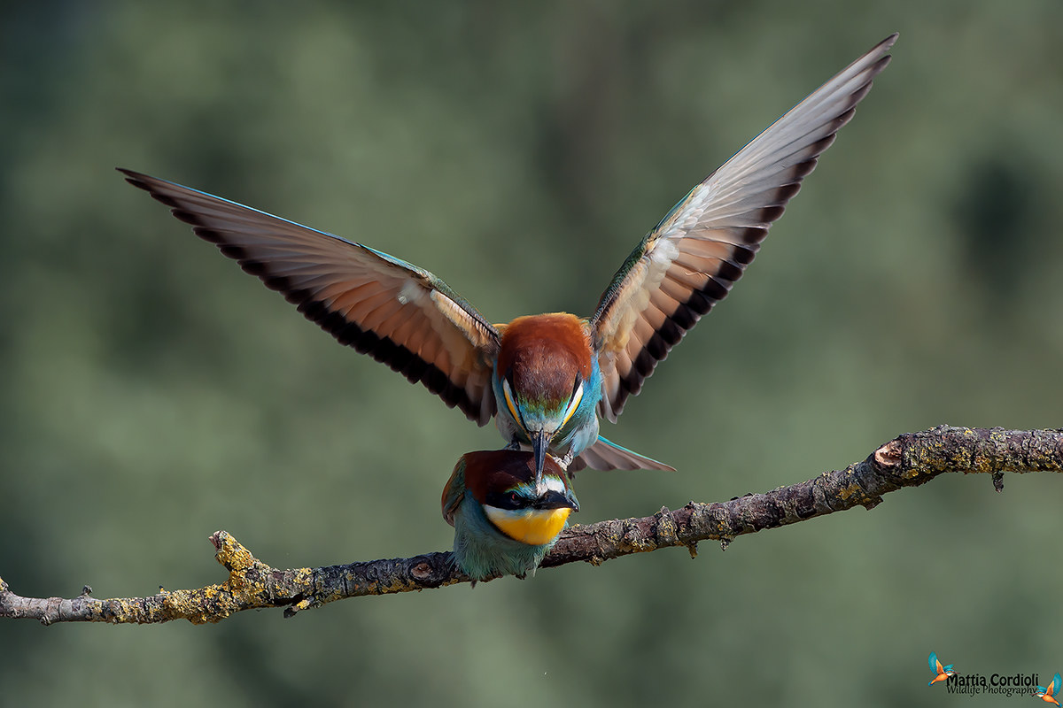 Bee-eaters in Love ... 2016