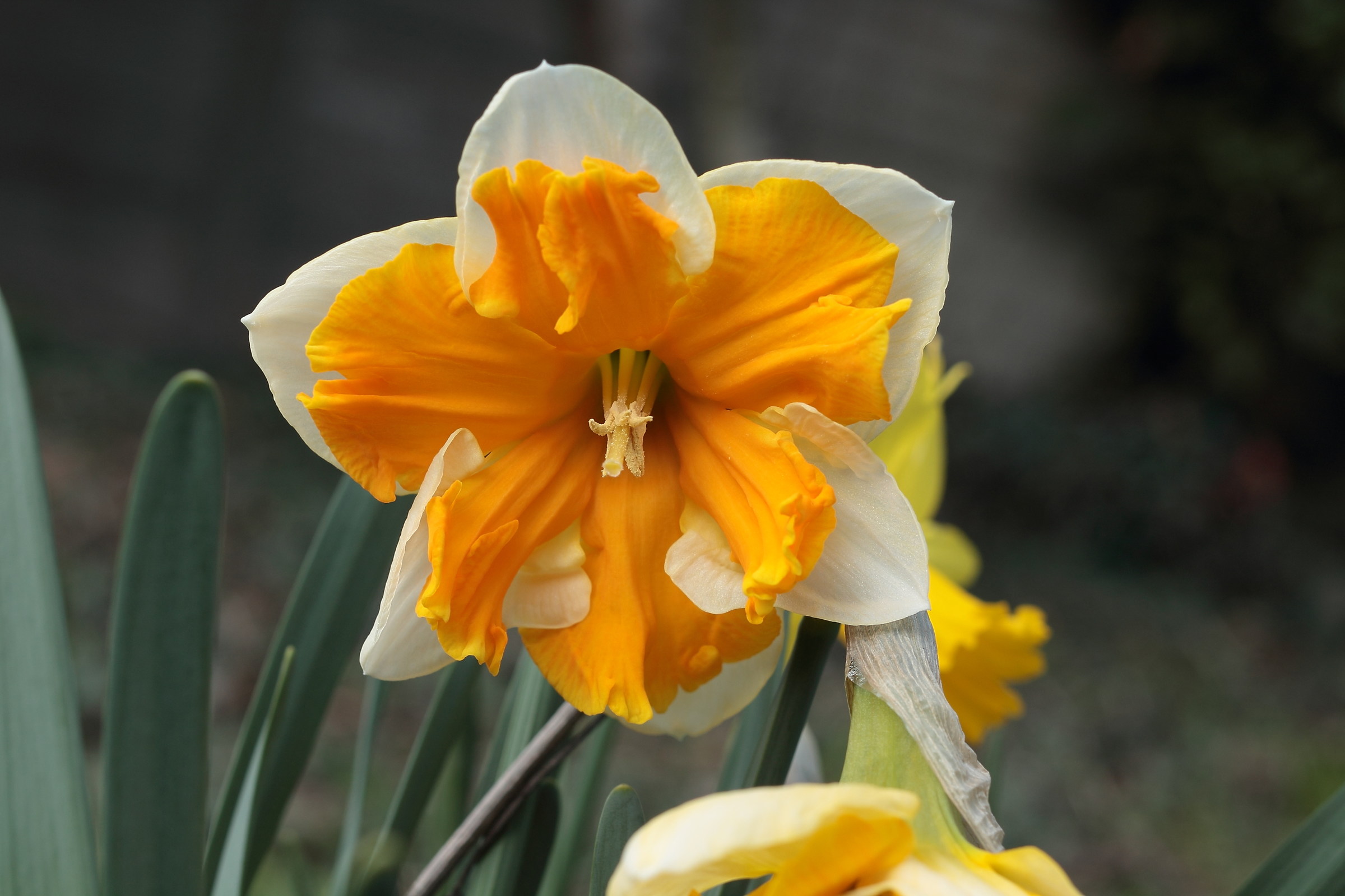 Narcissus