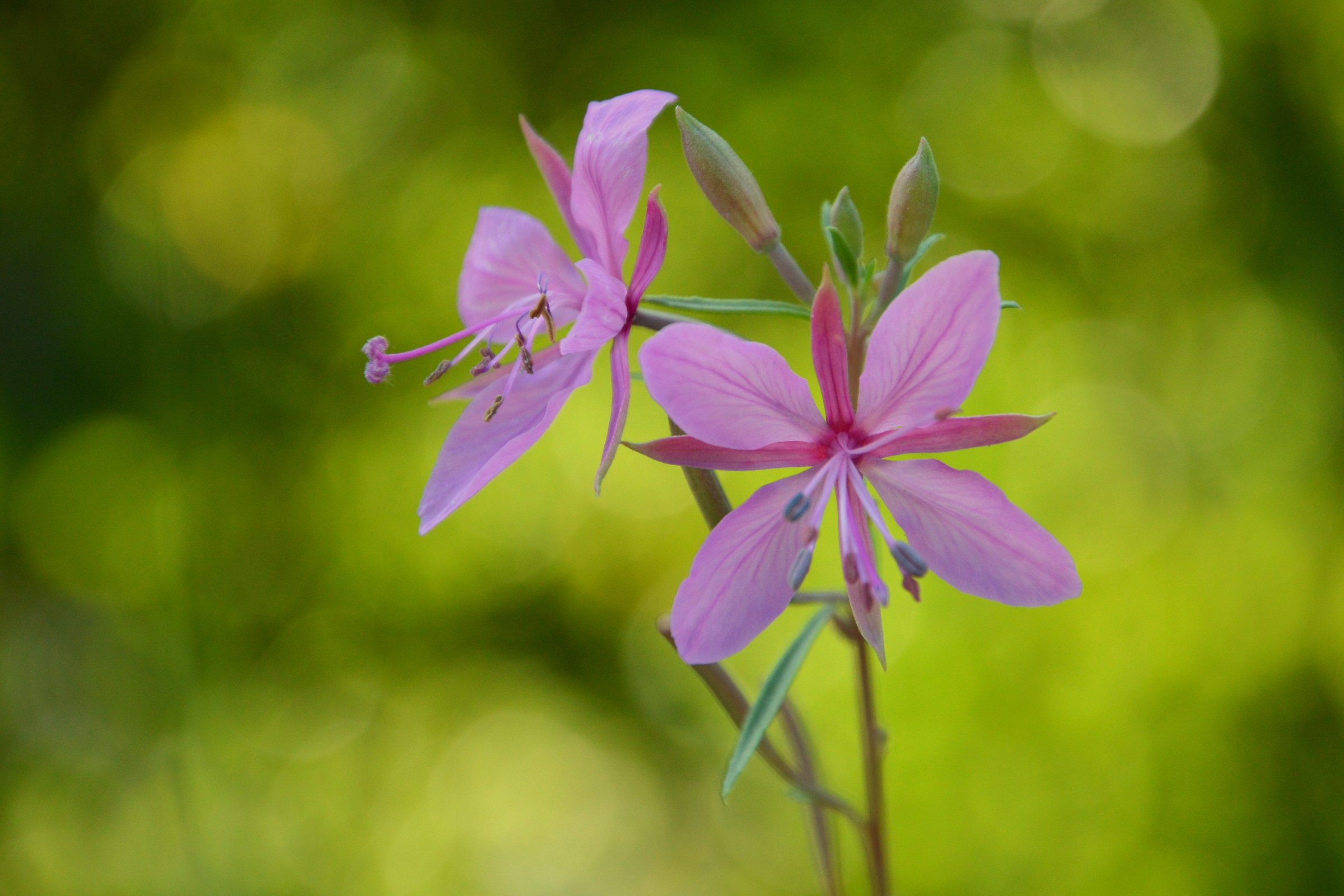Fiore di Sant'Anna