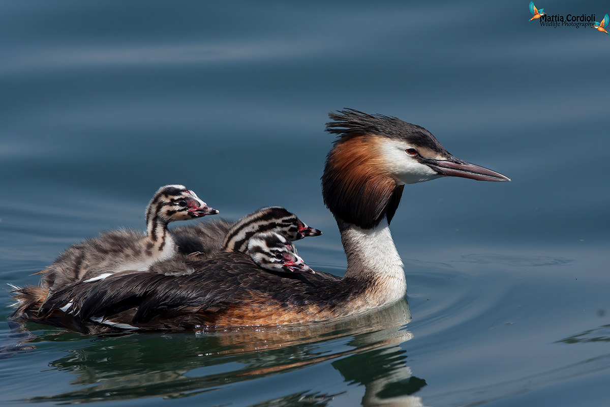 Mom Grebe ...