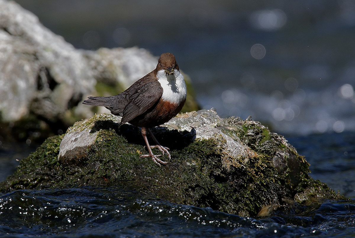 Dipper in the sun