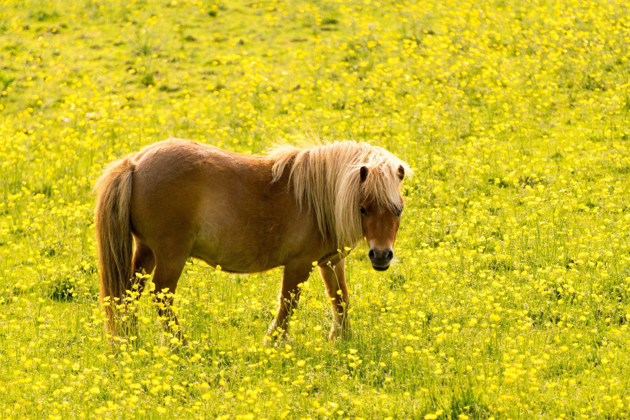 Enjoying the Buttercups