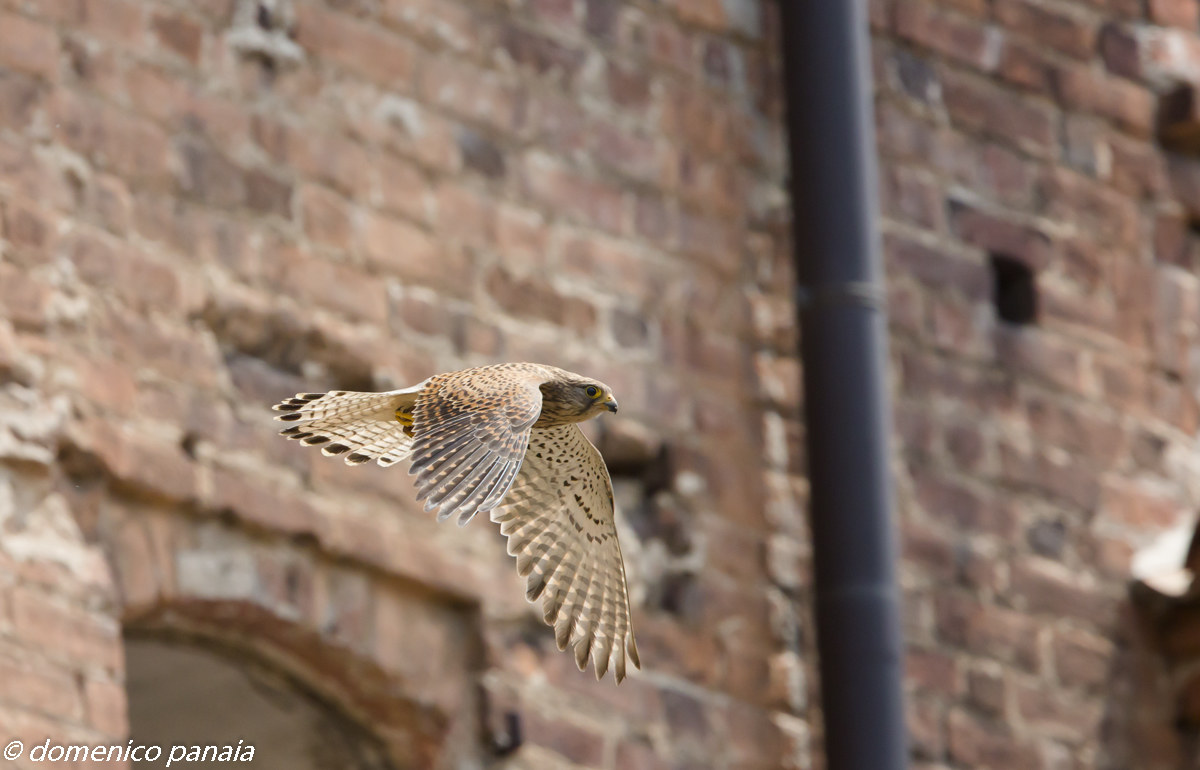 Female kestrel in flight