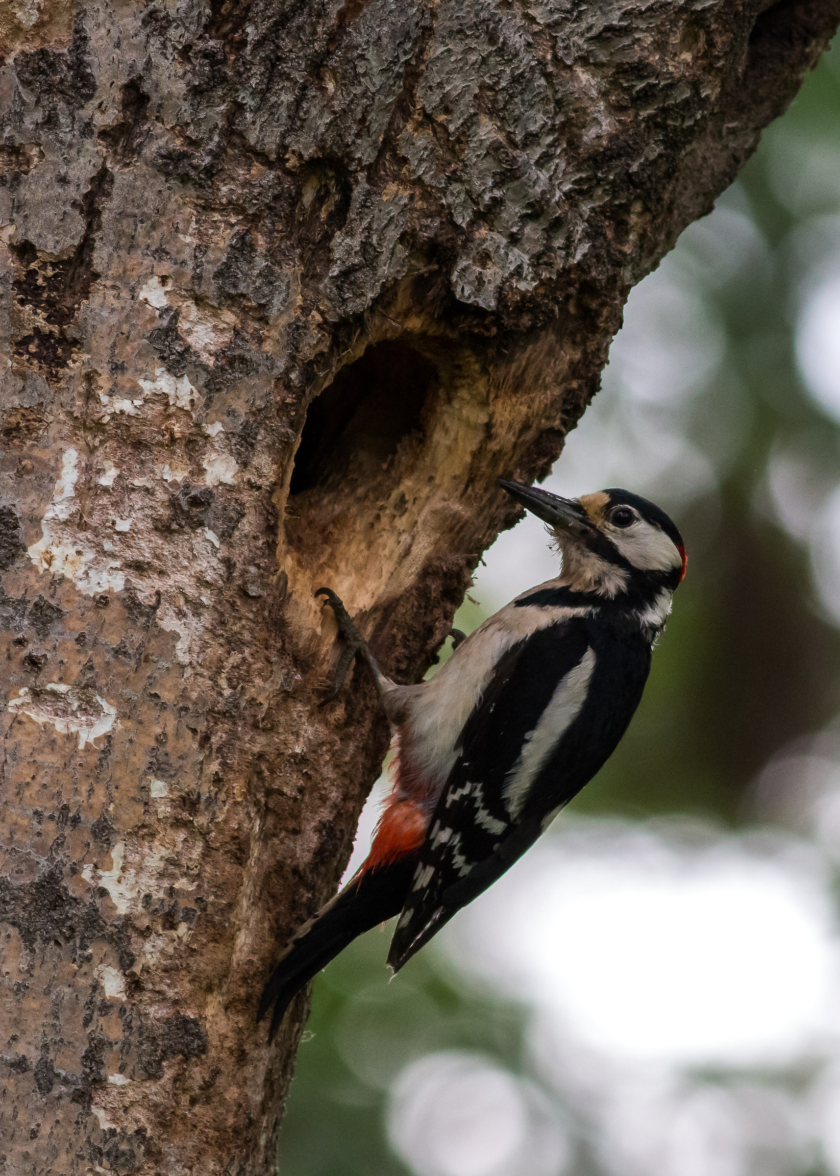 Great Spotted Woodpecker