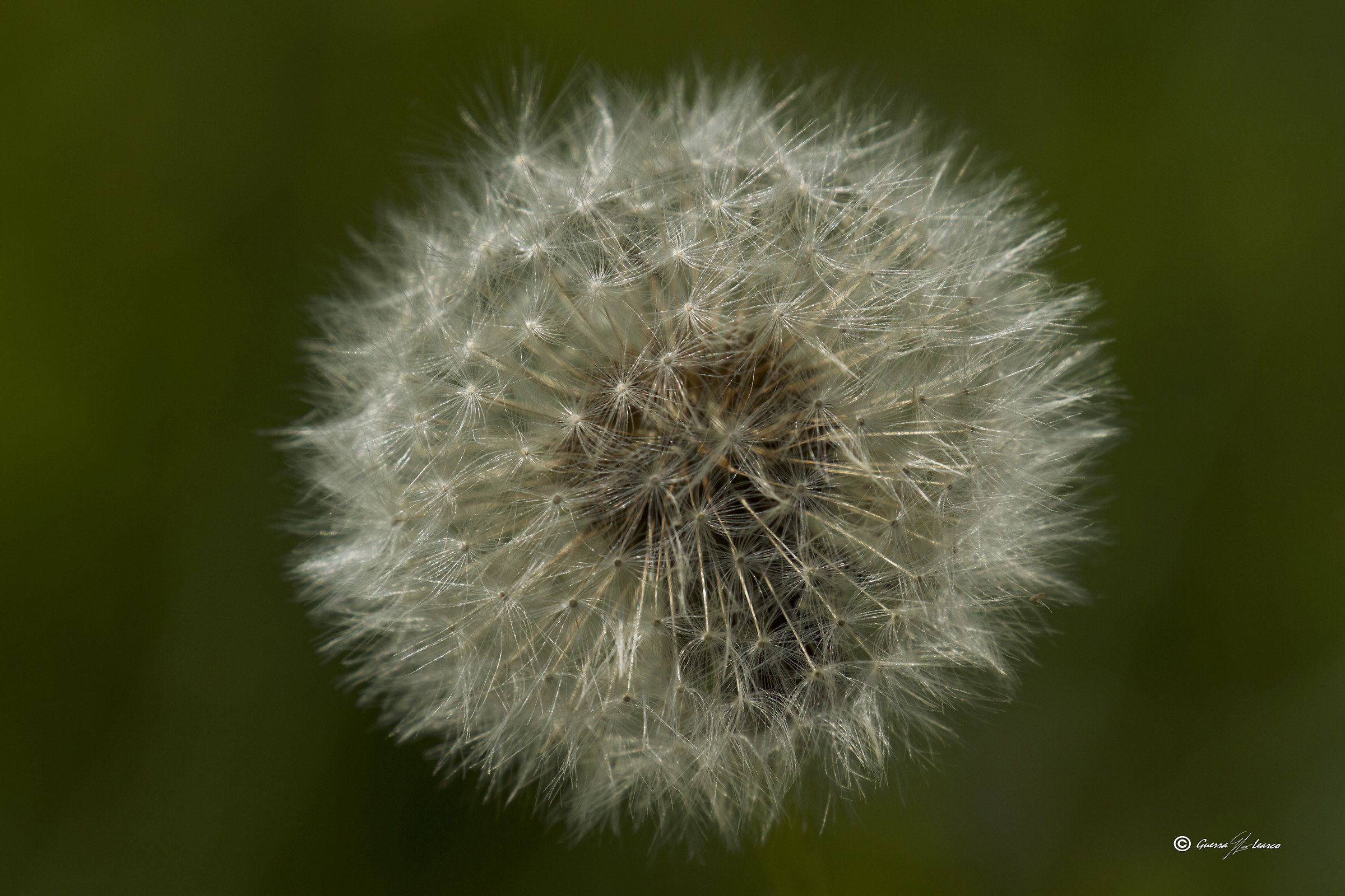 no! no!no! non soffiare!!!!!