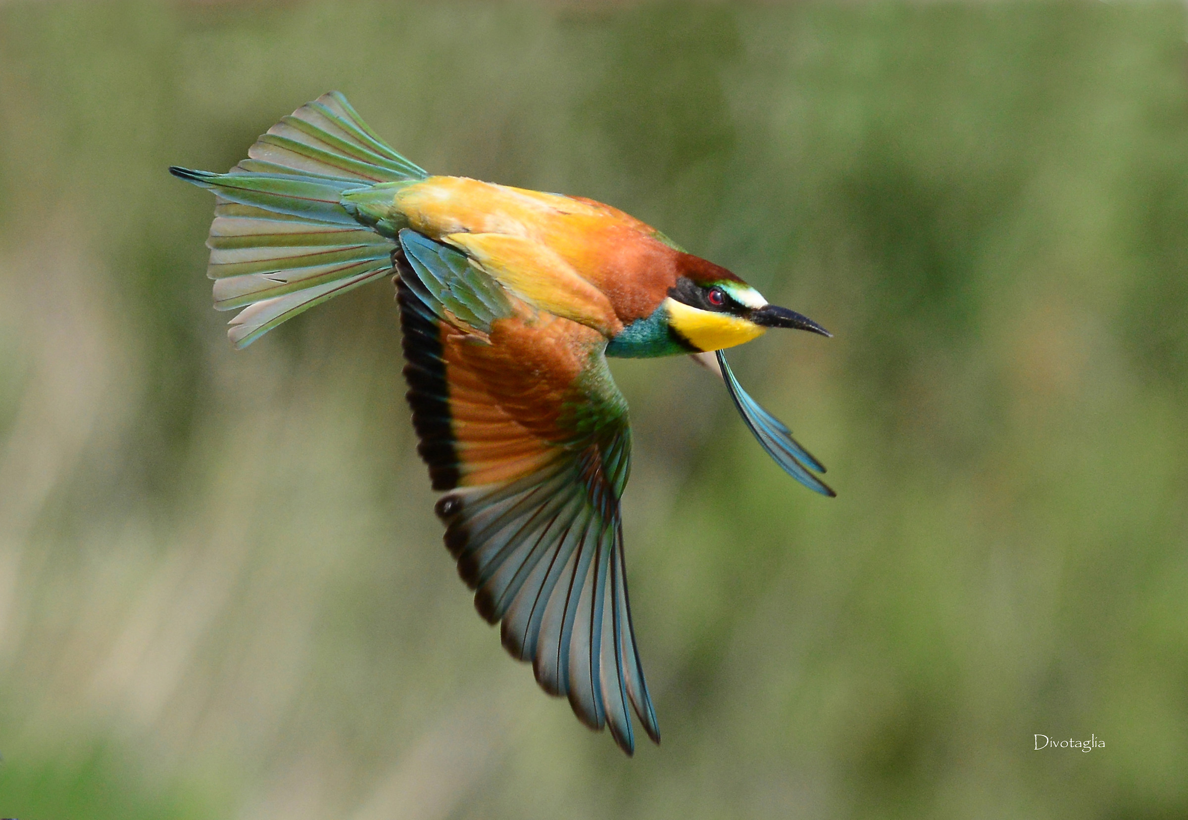 Bee-eater in flight