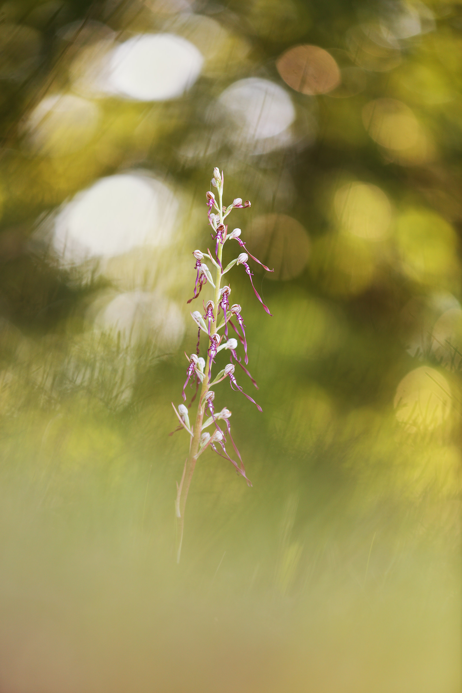 Himantoglossum adriaticum