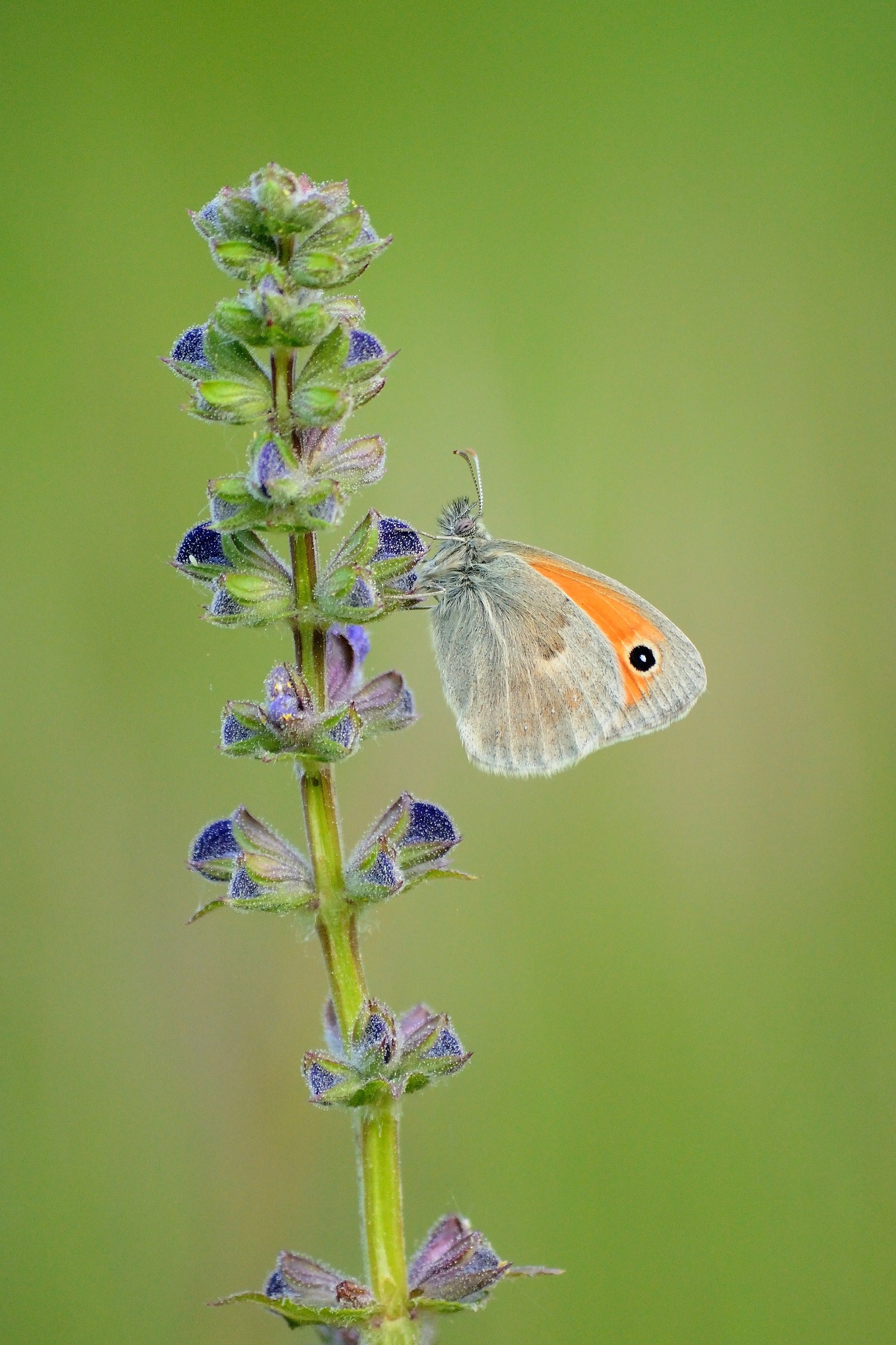 Coenonympha pamphilus