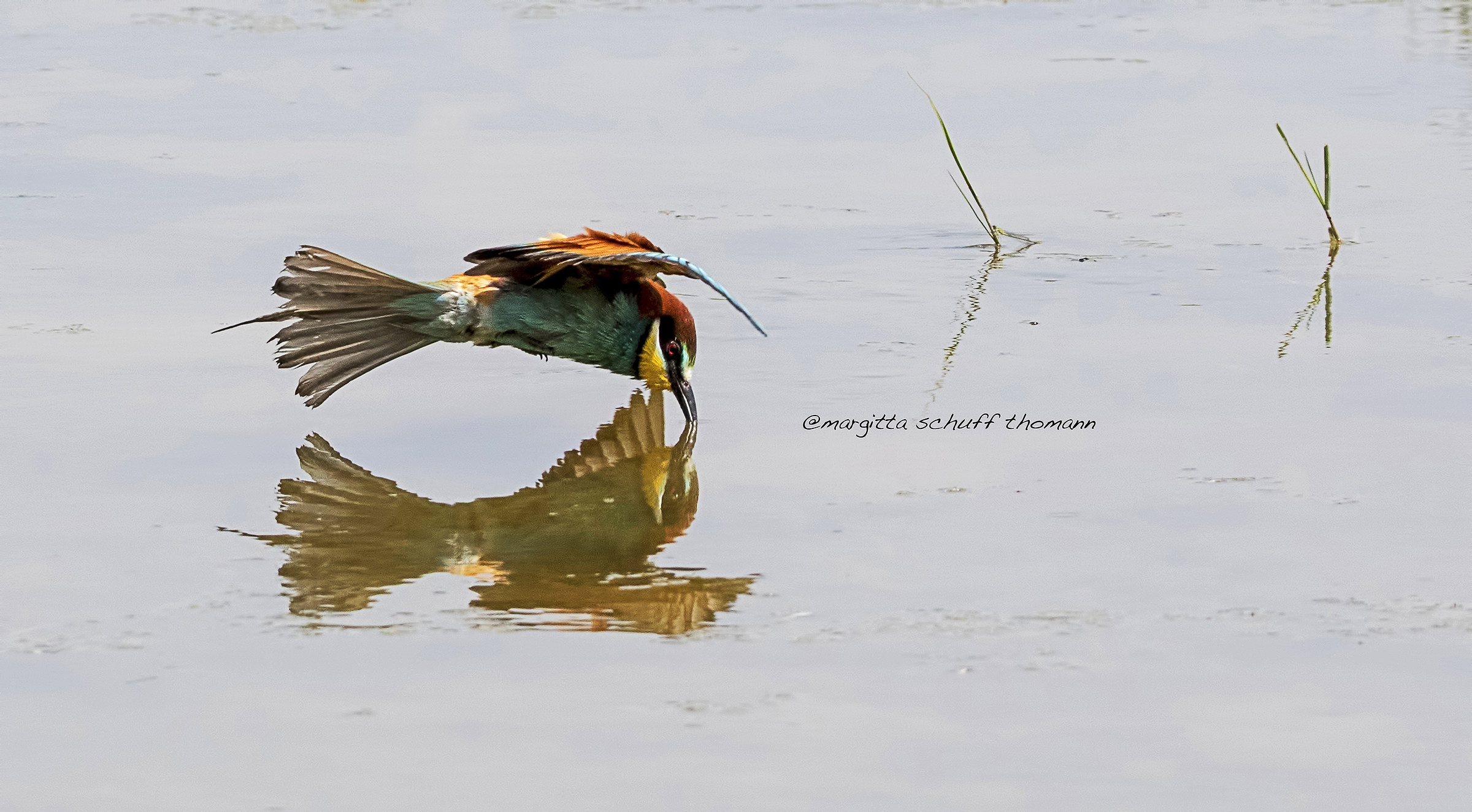 bee-eater and its reflection ...