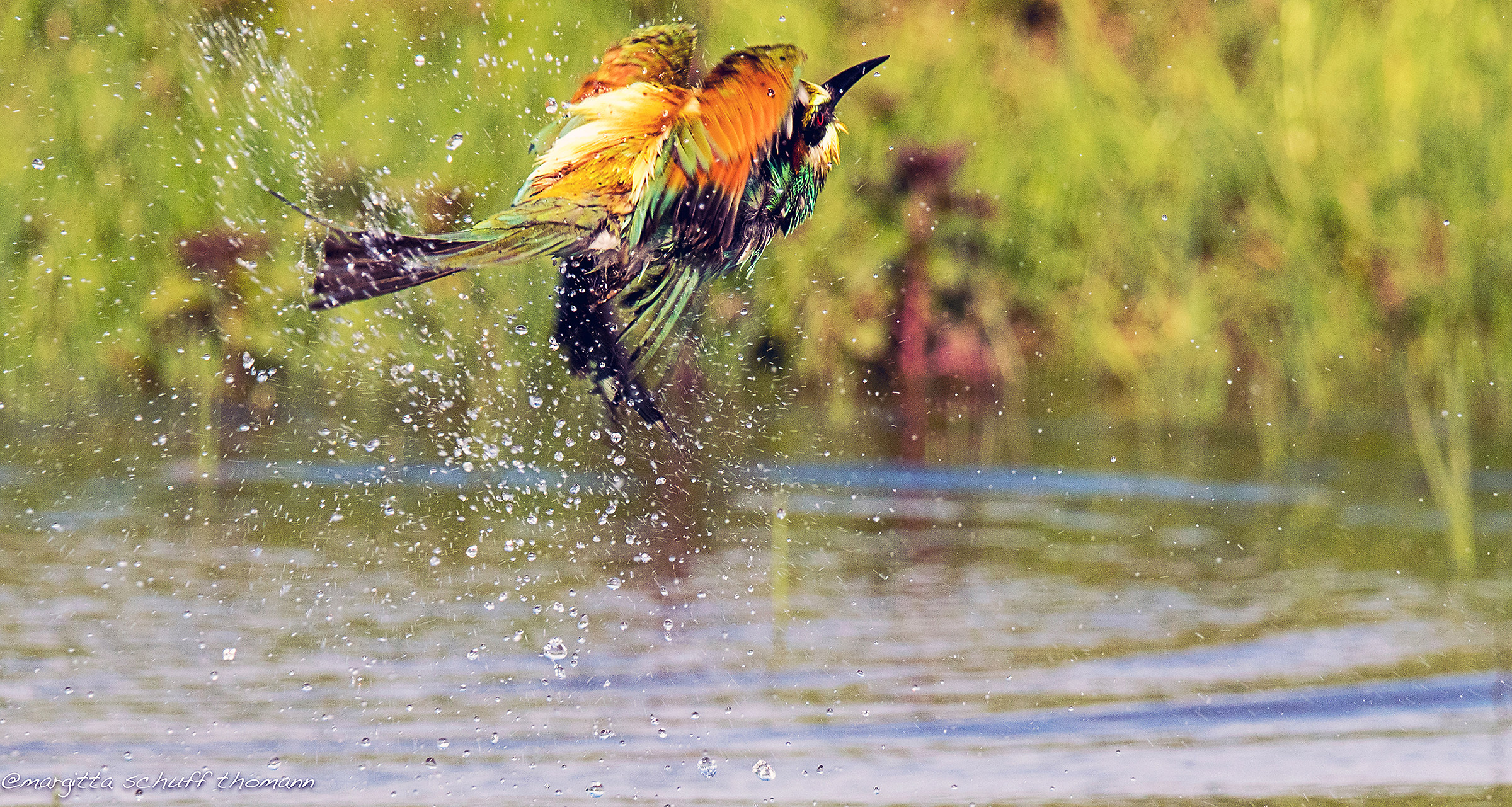 bath of bee-eater ..