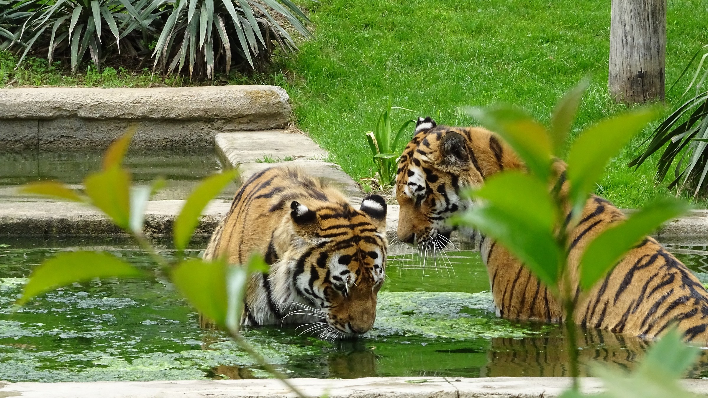 tigers