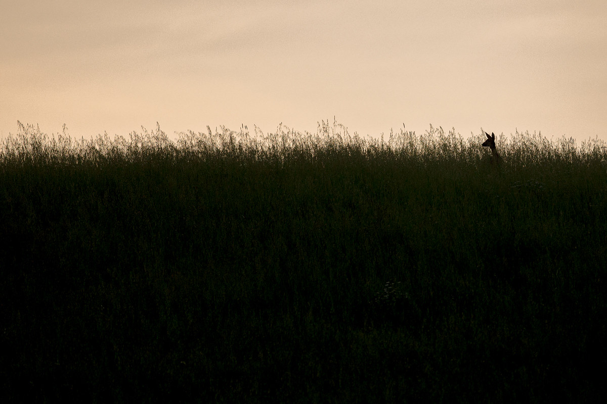 The dawn of Capriolo